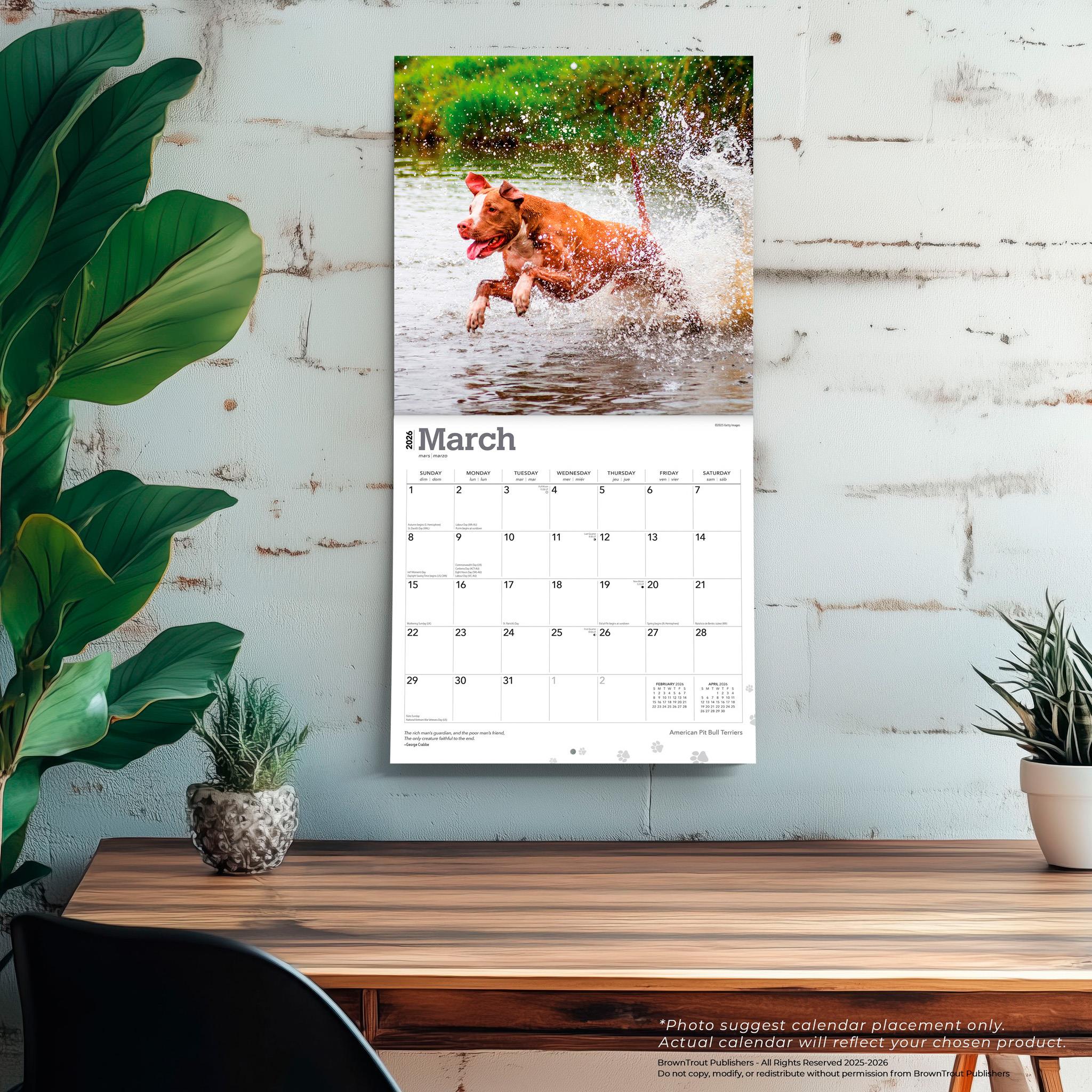 Calendrier mural 2026 des American Pit Bull Terriers