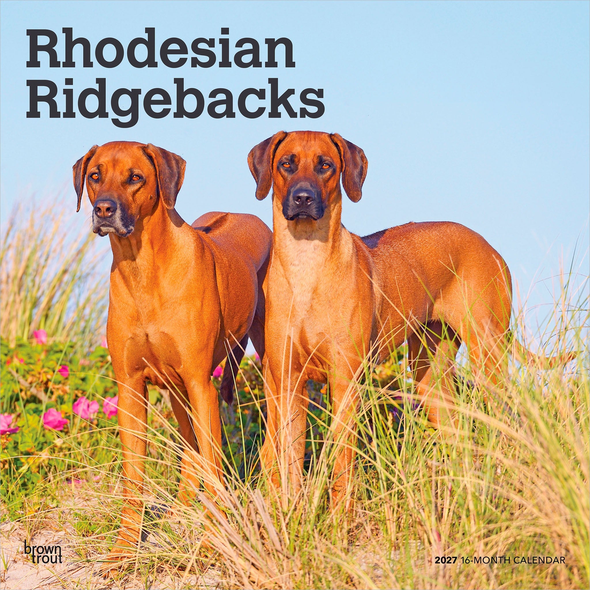 Rhodesian Ridgebacks 2027 Wall Calendar
