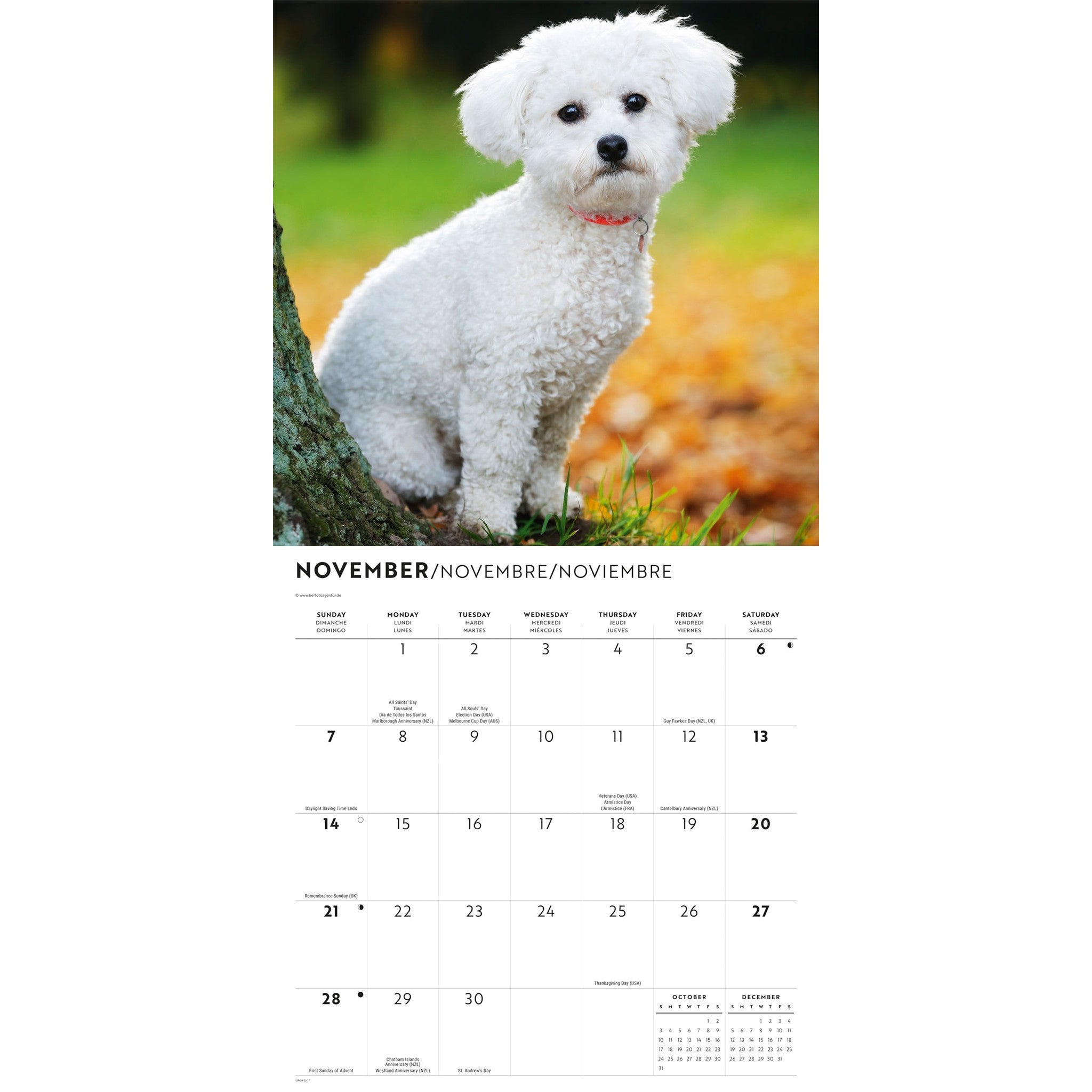 Calendrier mural Bichon frisé 2027
