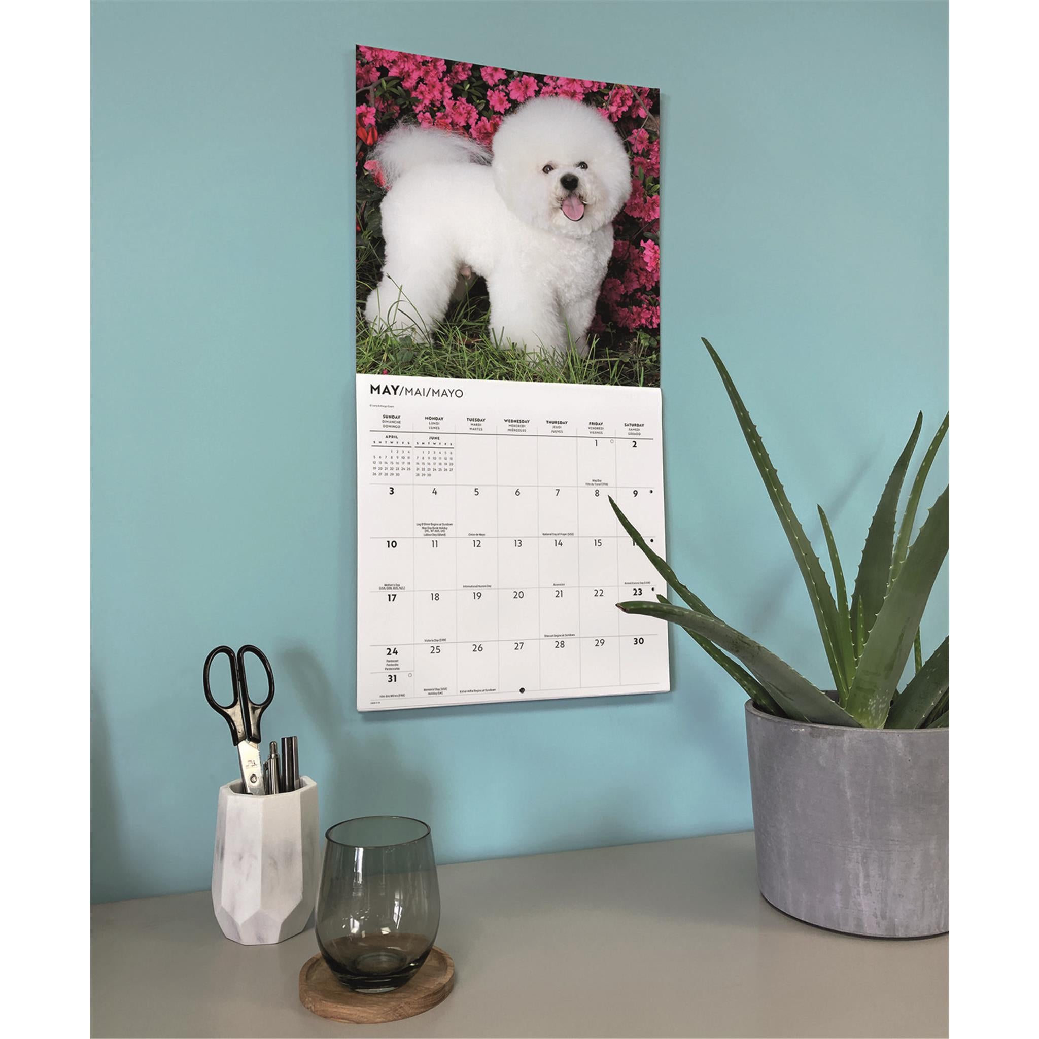 Calendrier mural Bichon Frisé 2026