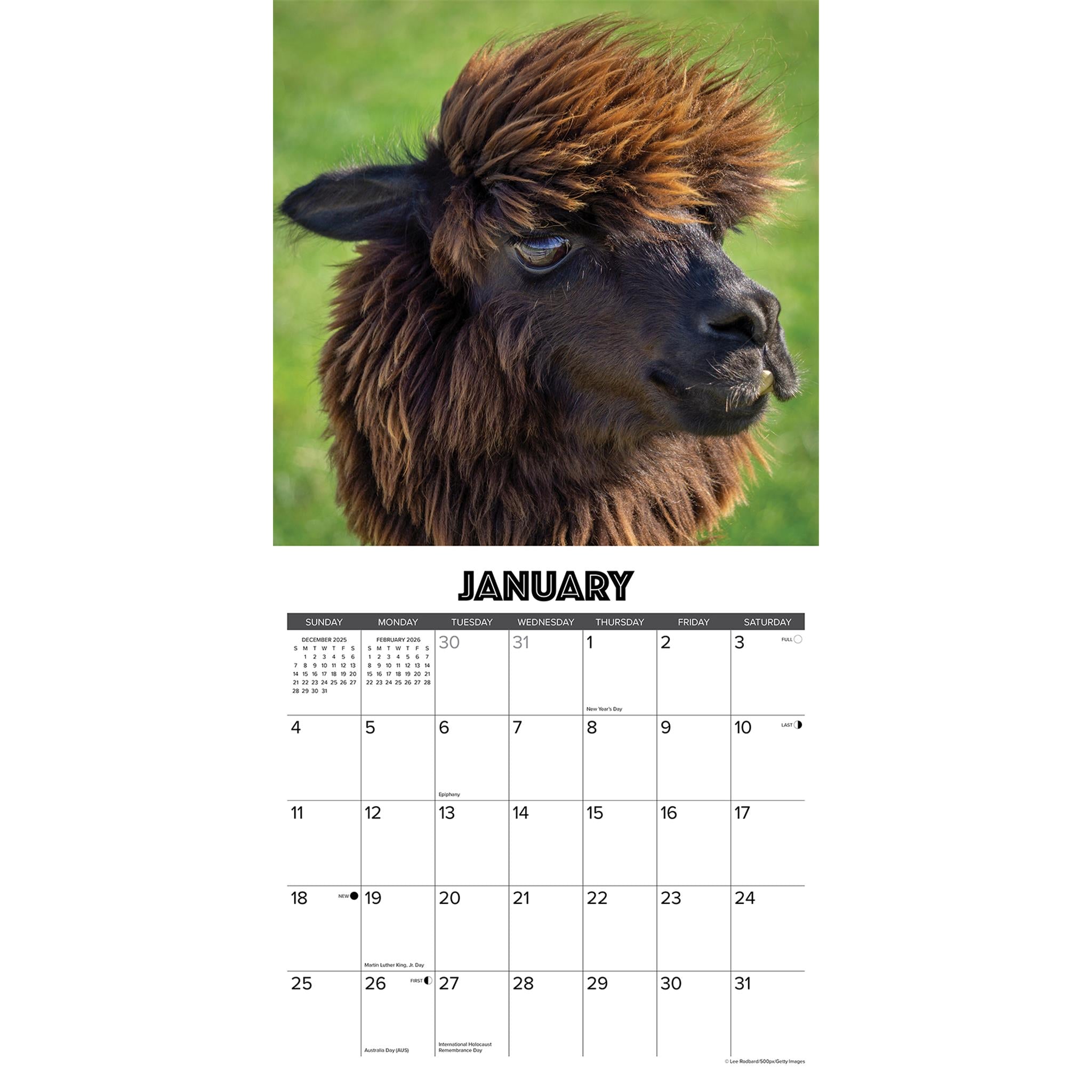 Alpacas 2026 Wall Calendar
