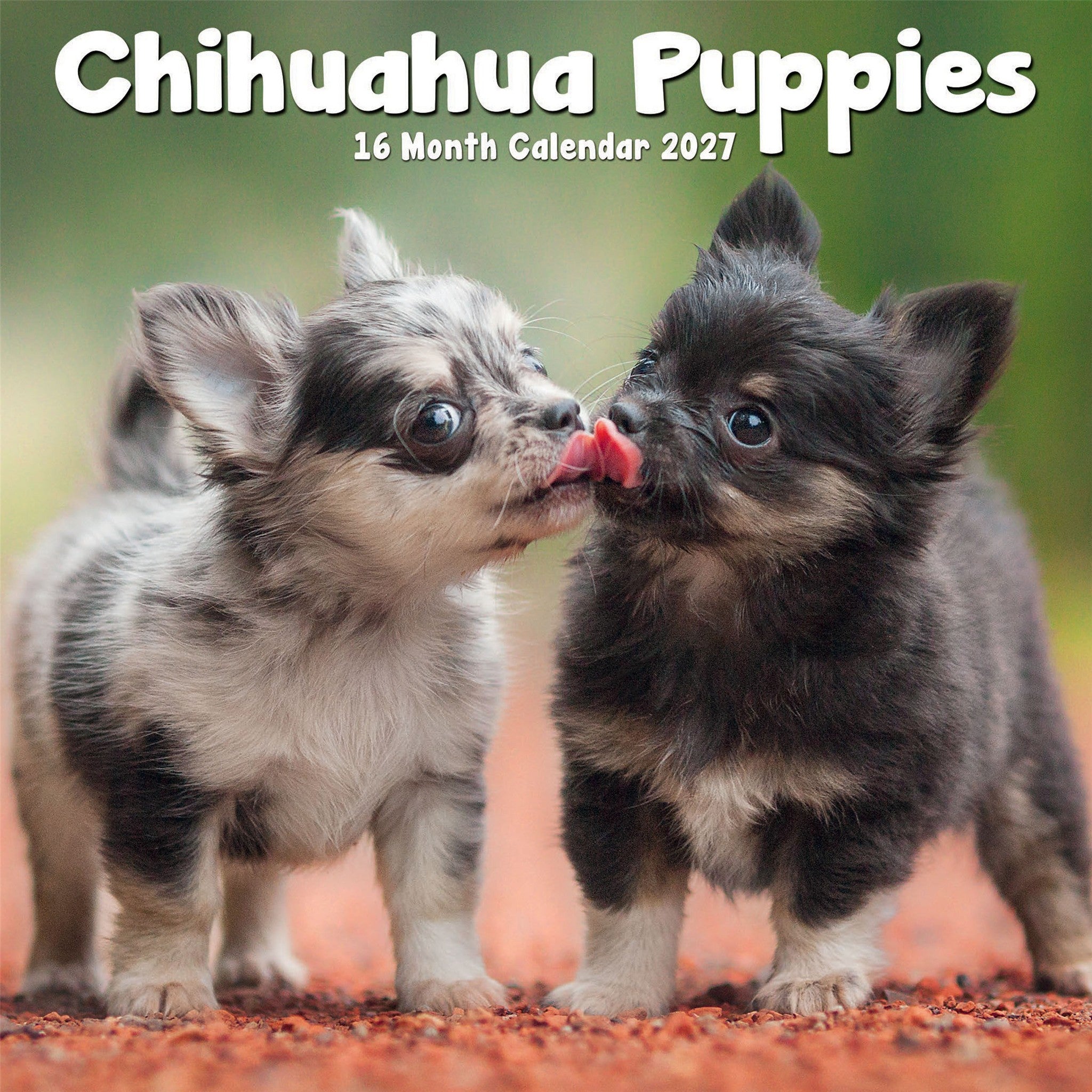 Calendrier Mini Chiots Chihuahuas 2027
