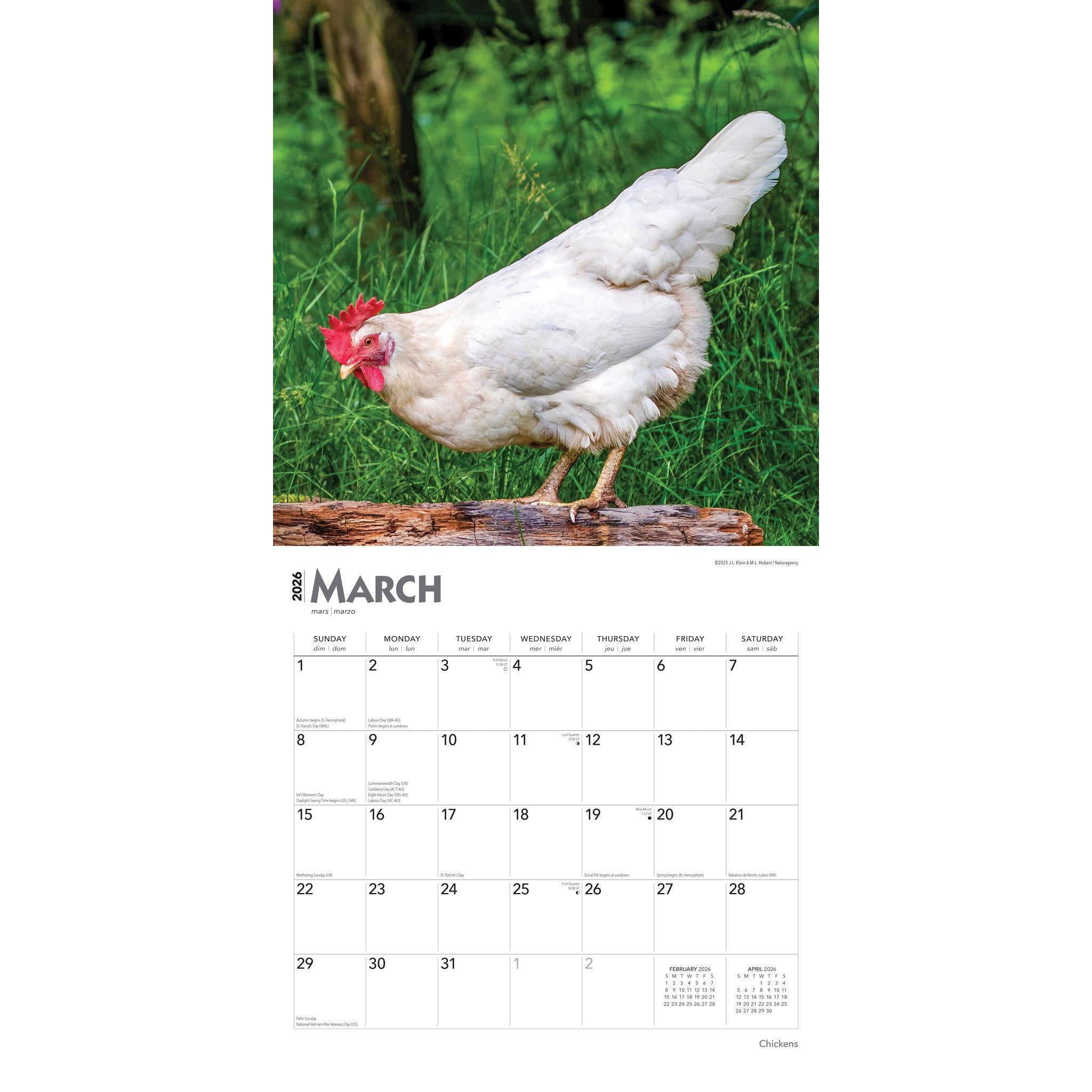 Calendrier mural Poules 2026 - Disponible uniquement en ligne