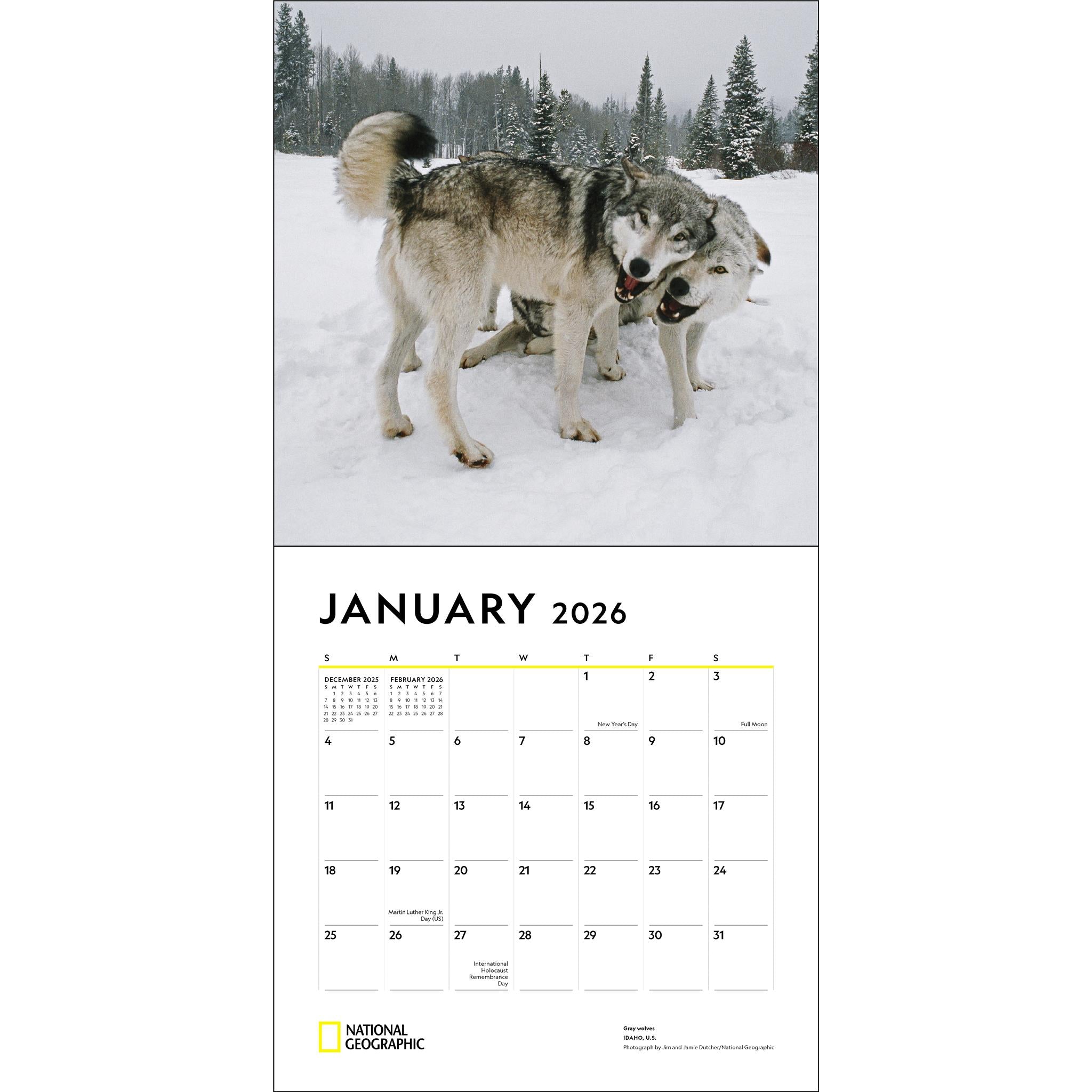 National Geographic Wolves 2026 Wall Calendar