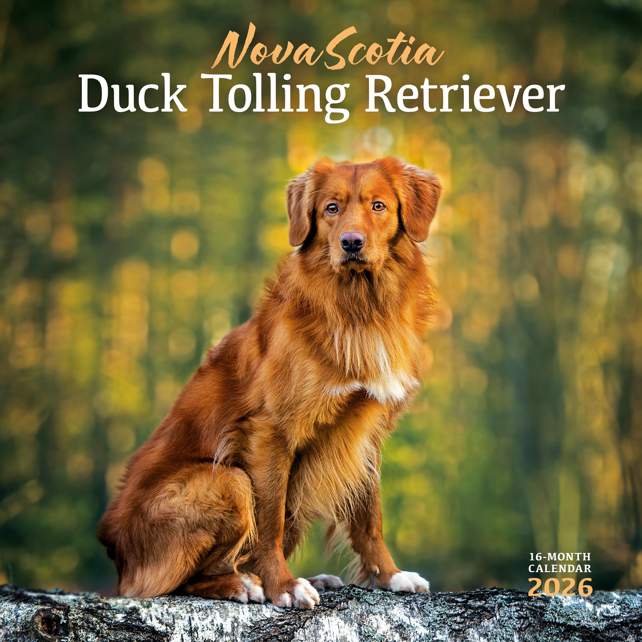 Calendrier mural 2026 du Retriever à tolling de la Nouvelle-Écosse