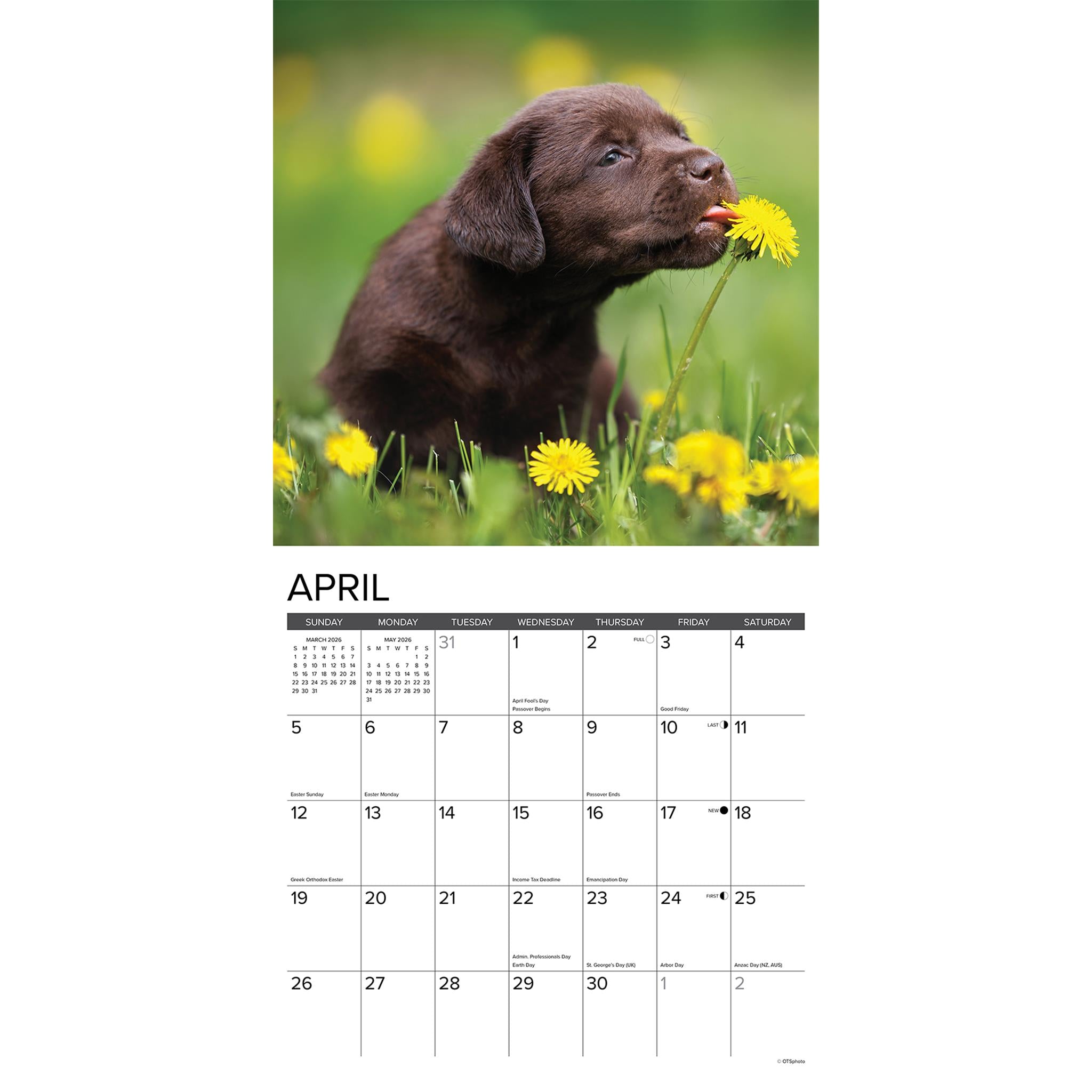 Calendrier mural 2026 « Chiots Labrador Chocolat » - Disponible uniquement en ligne
