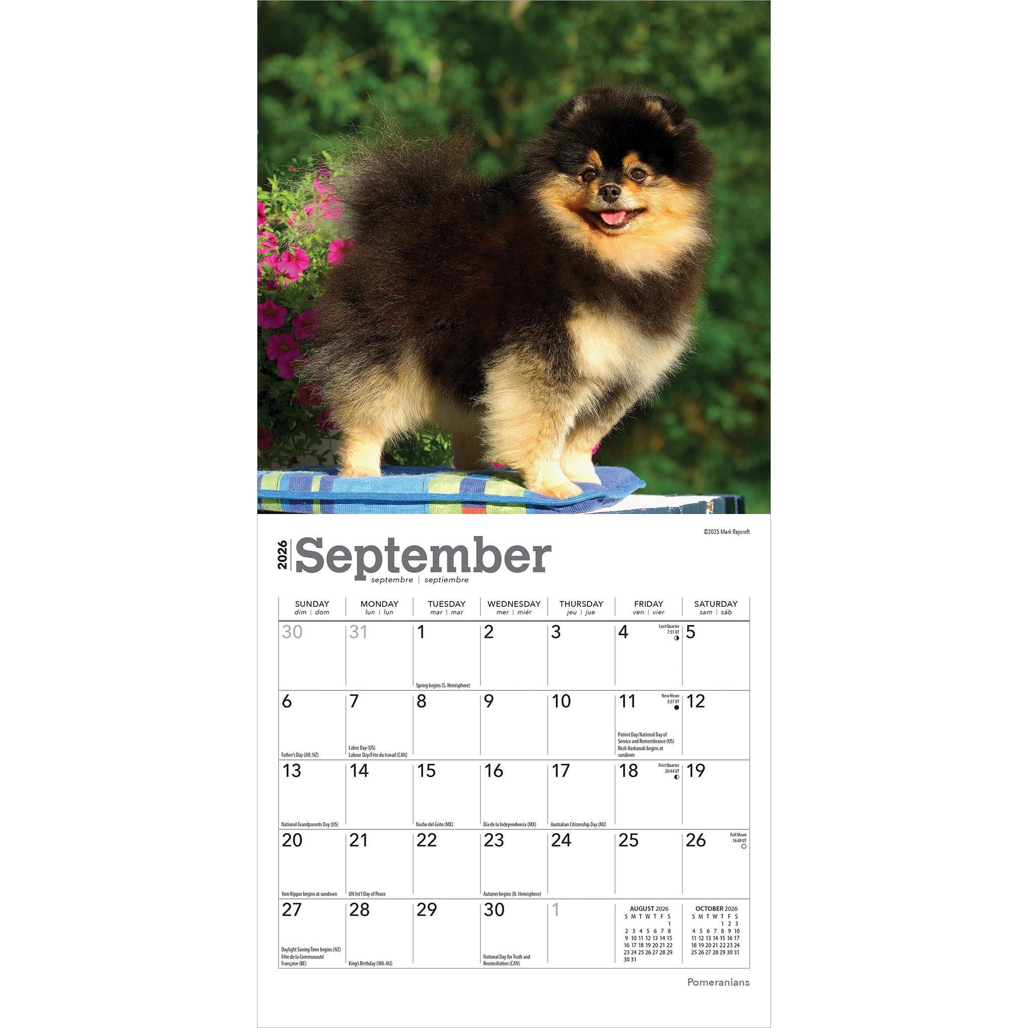 Pomeranians 2026 Mini Calendar