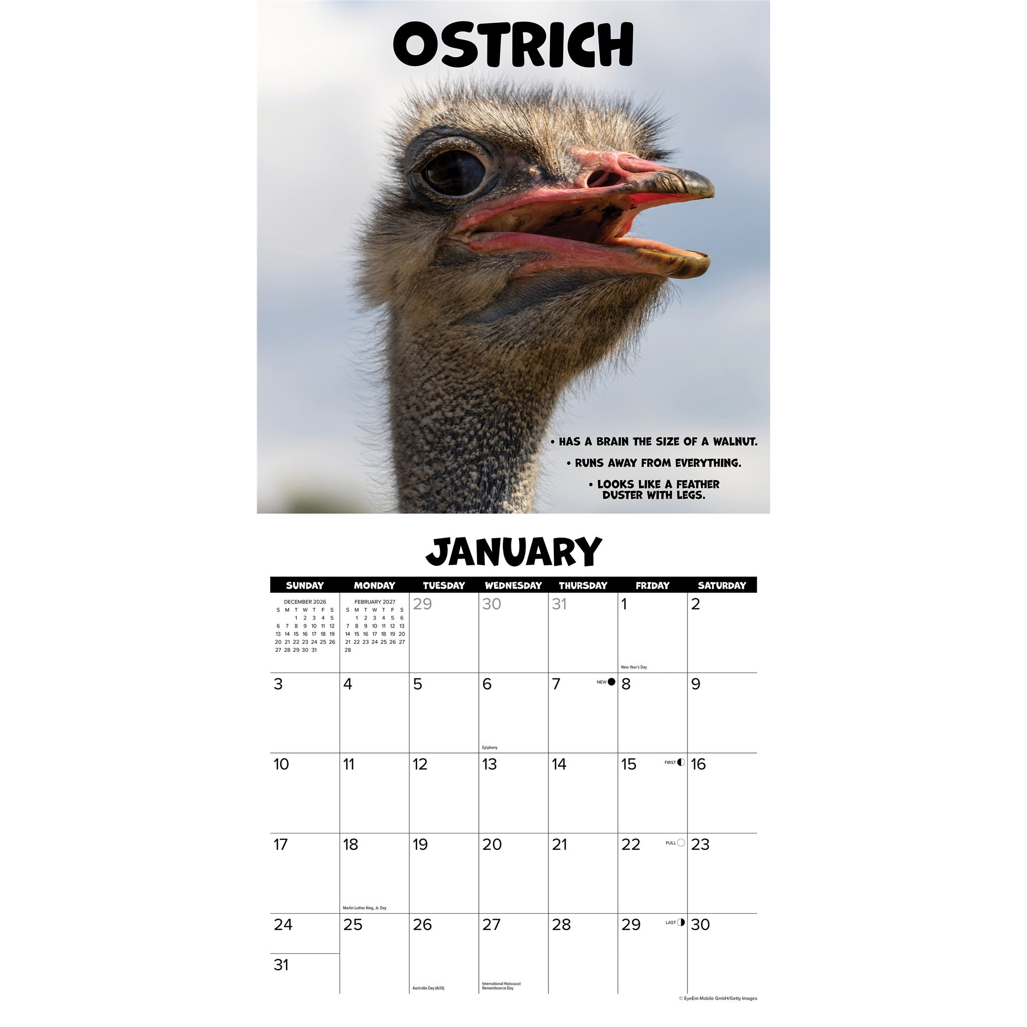 Dumbass Animals 2027 Wall Calendar