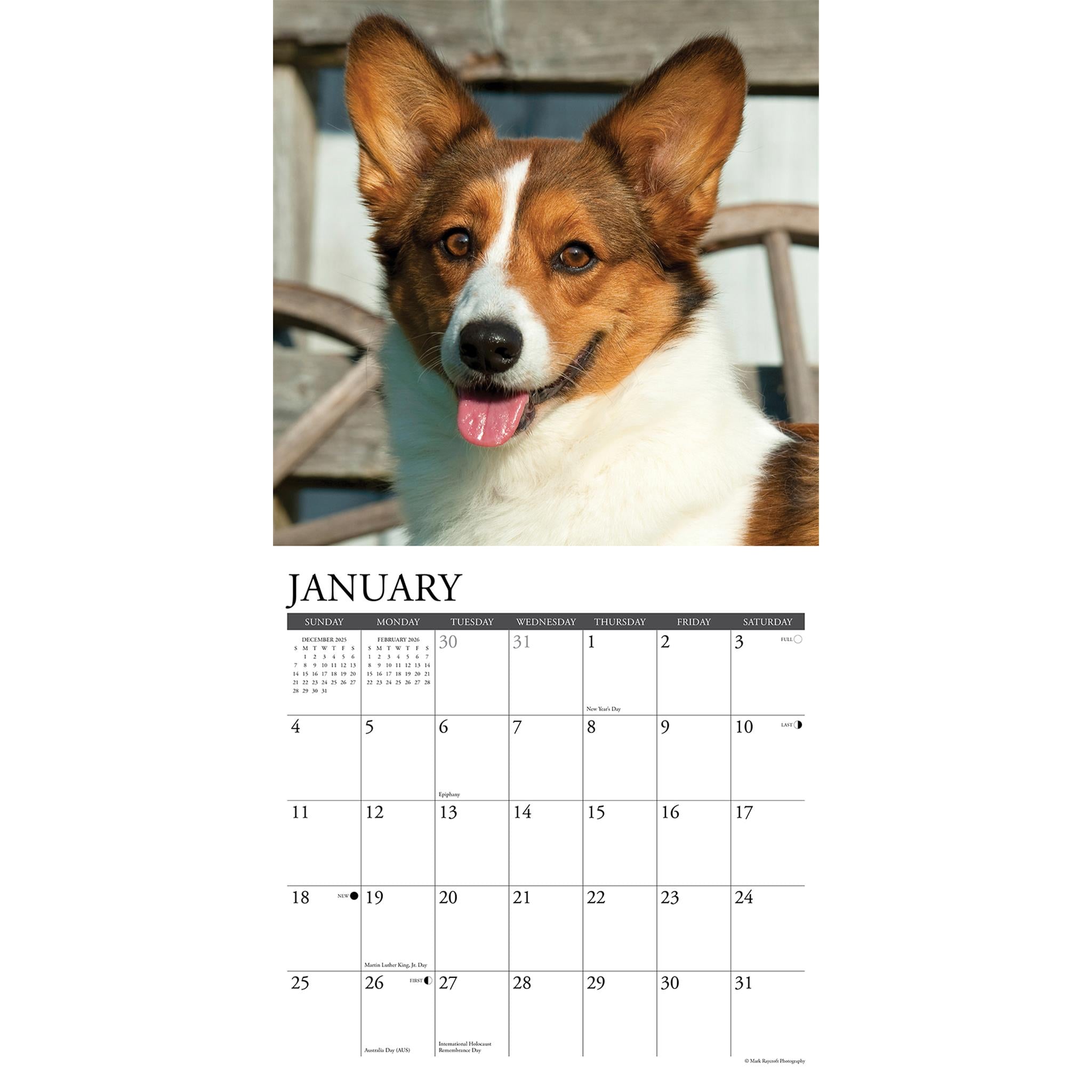 Corgis 2026 Just Wall Calendar