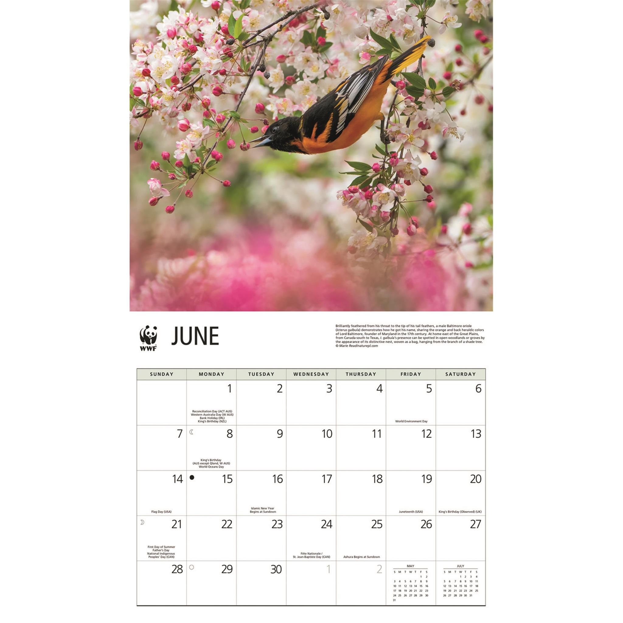 World Wildlife Fund Songbirds 2026 Wall Calendar