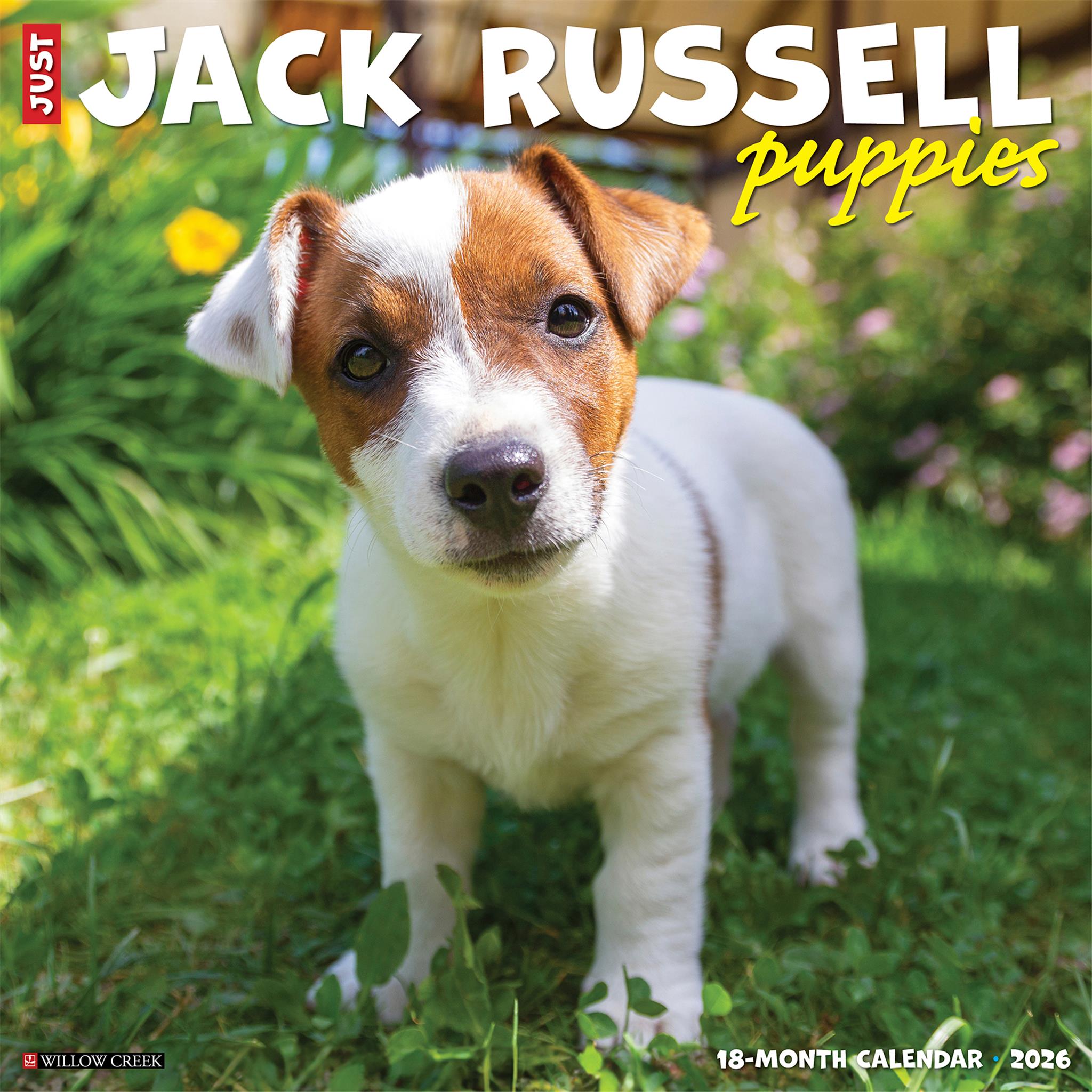 Calendrier mural 2026 « Juste des chiots Jack Russell » - Disponible uniquement en ligne