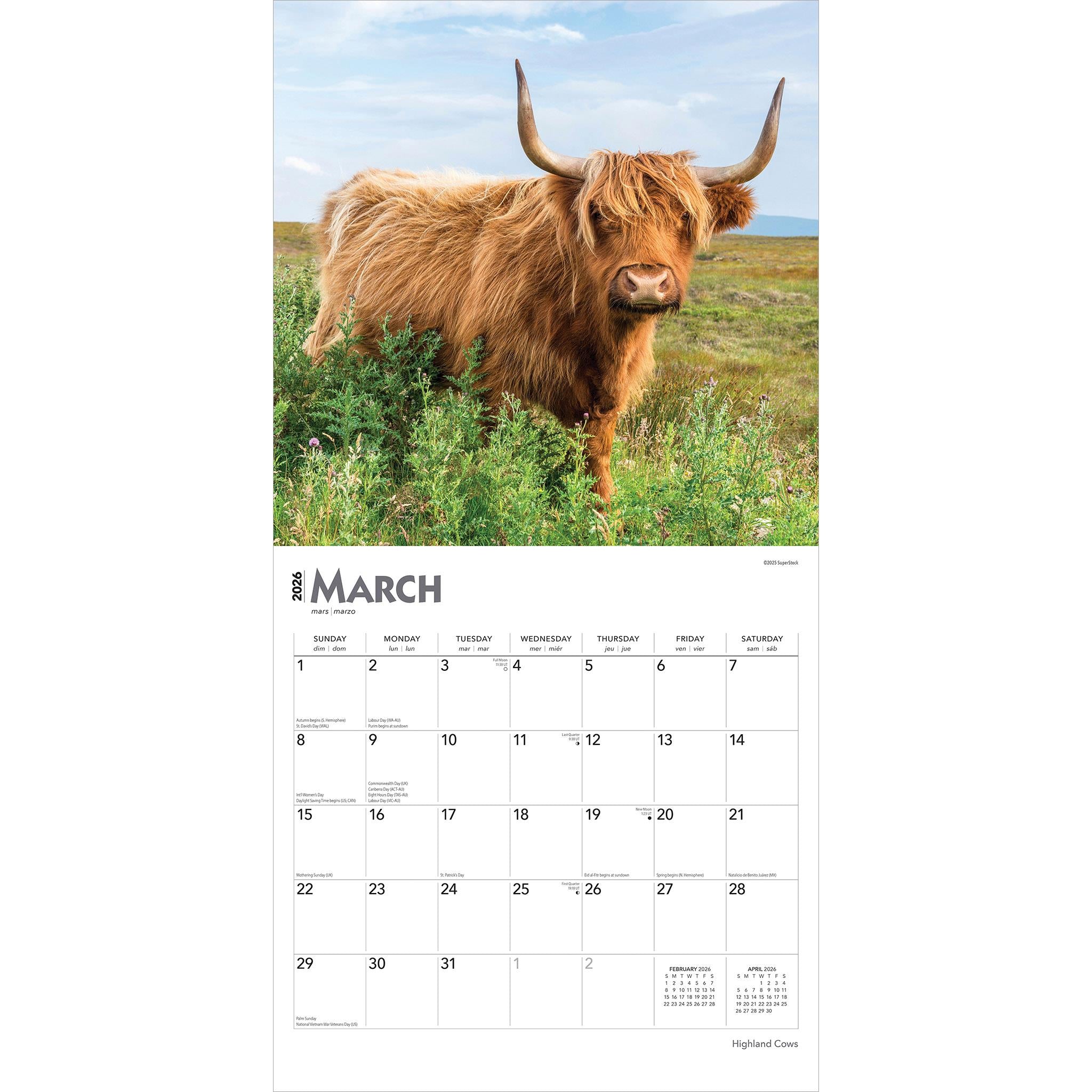 Calendrier mural des vaches des Highlands 2026