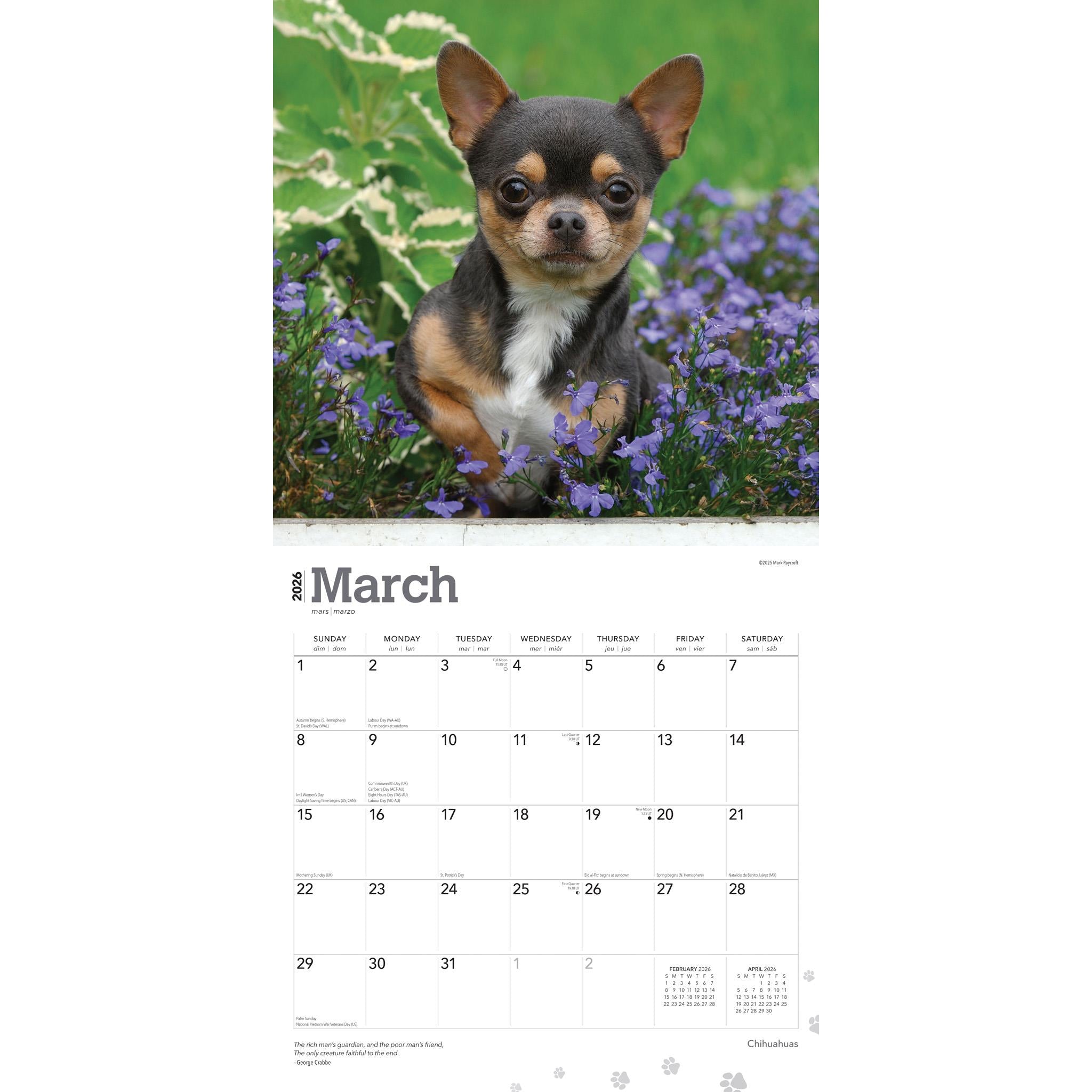 Calendrier mural Chihuahuas 2026