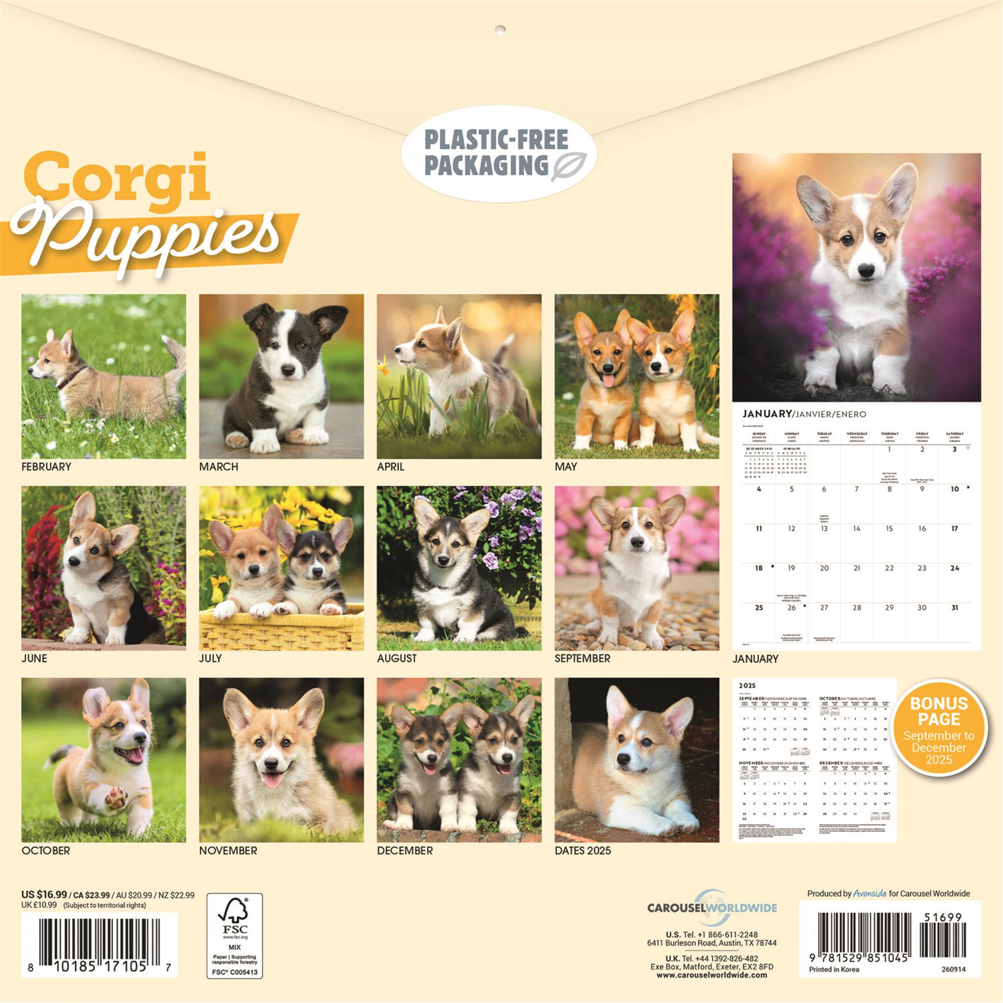 Calendrier mural des chiots Corgi 2026