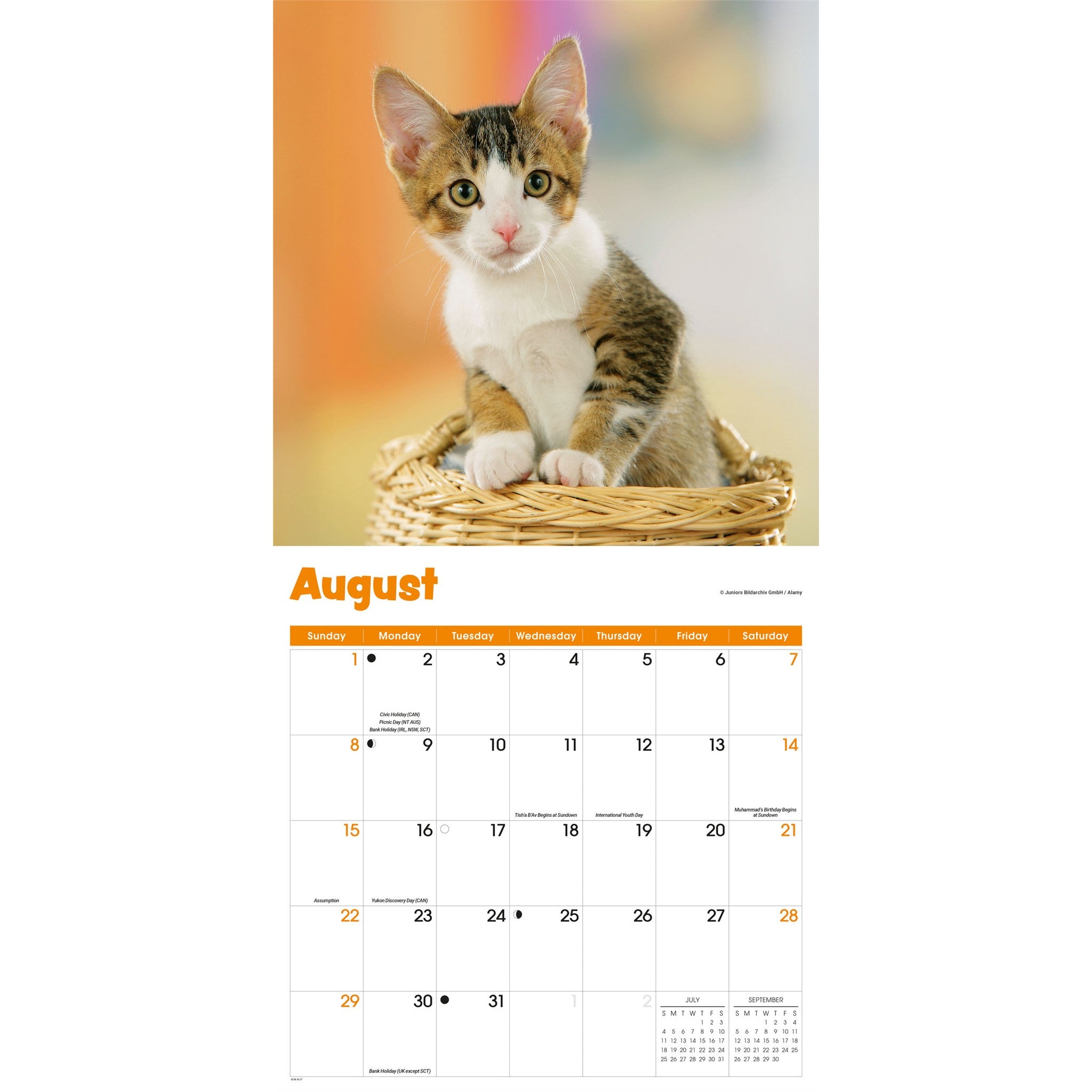 Calendrier mural 2027 Chaton curieux