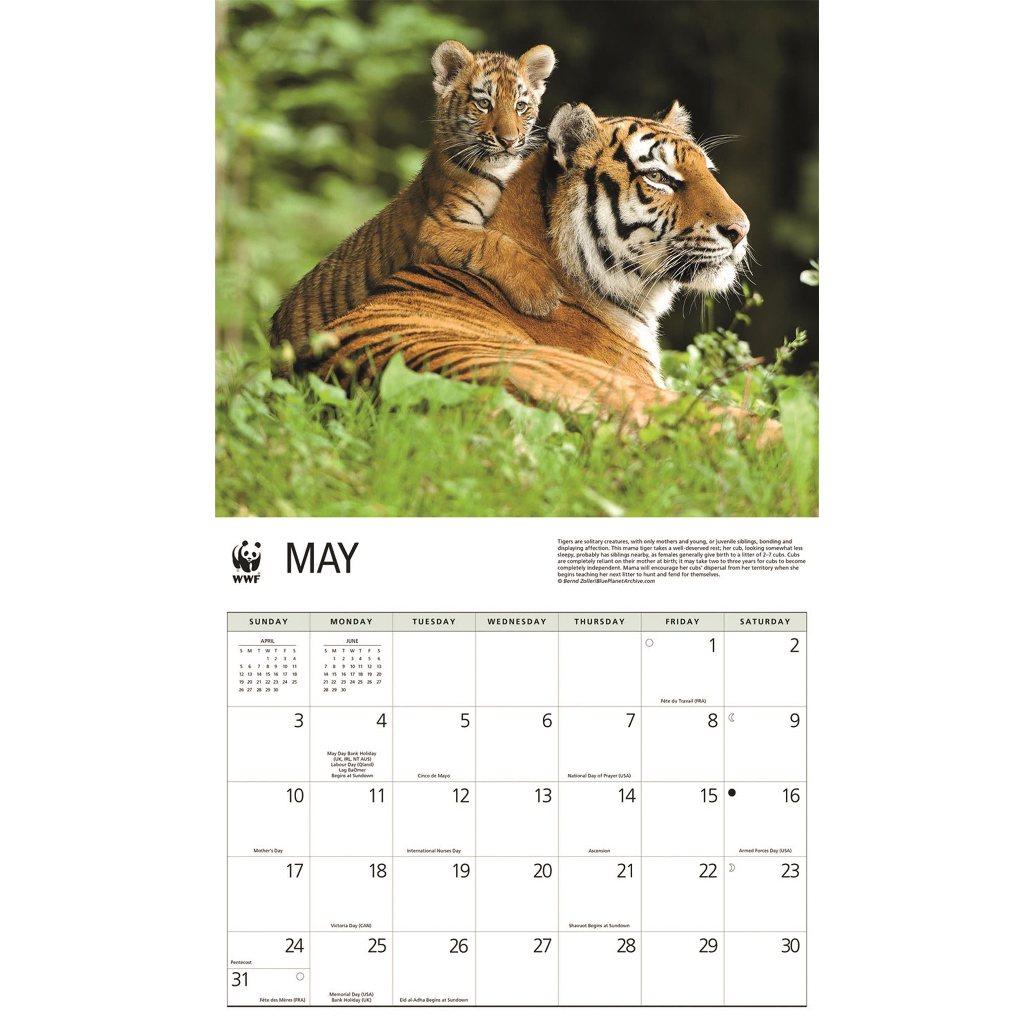 World Wildlife Fund Tigers 2026 Wall Calendar