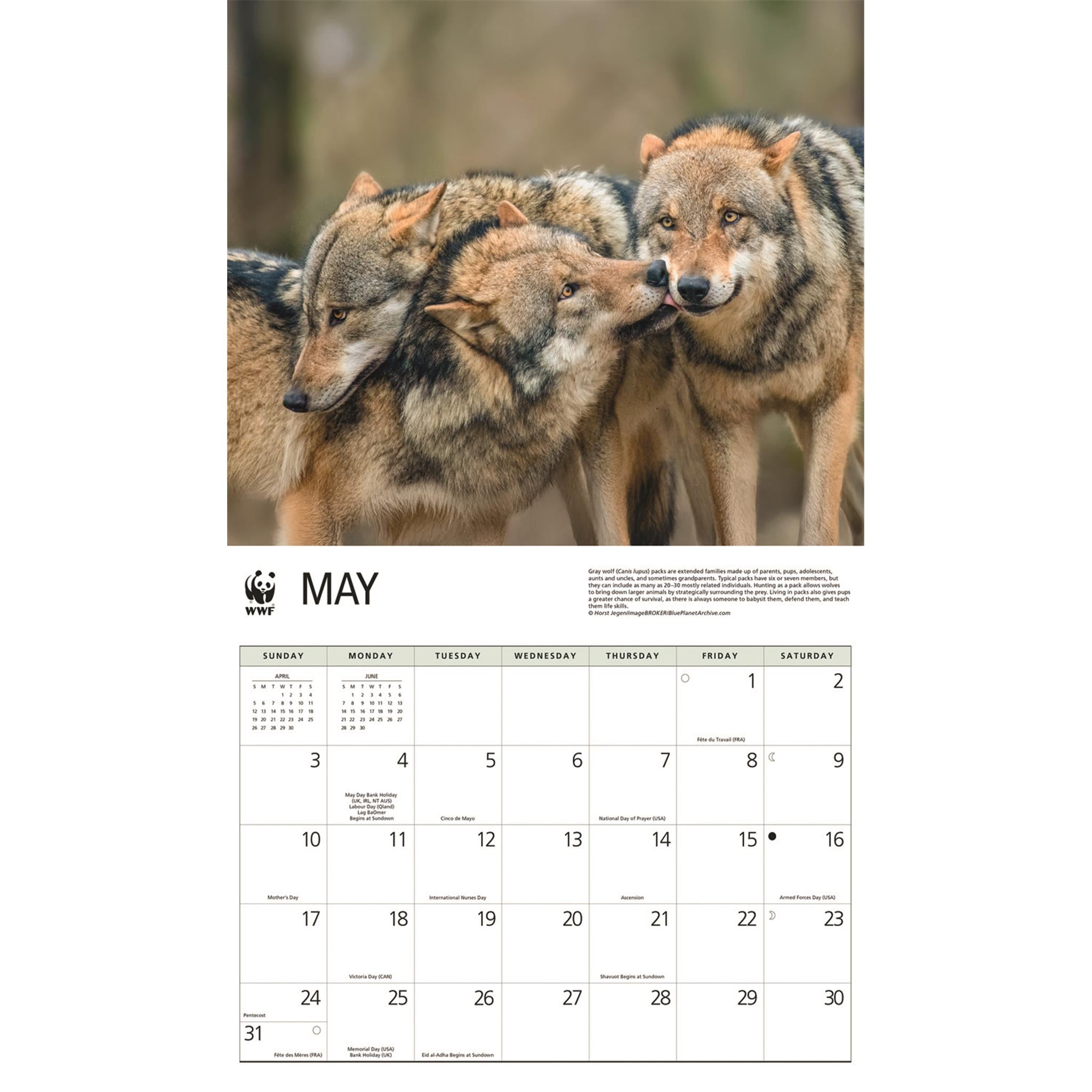 Calendrier mural Loups 2026 du Fonds mondial pour la nature