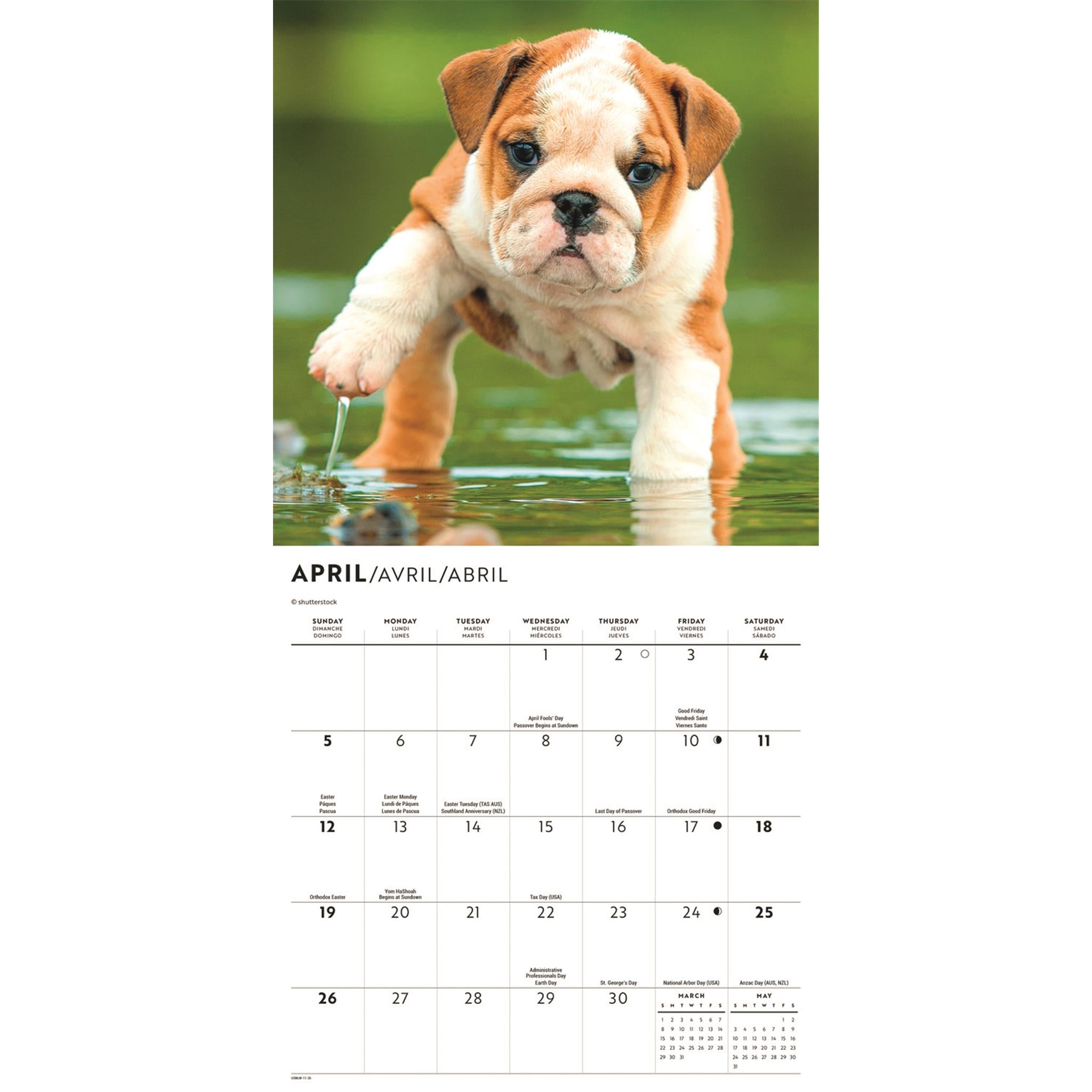 Bulldog Puppies 2026 Mini Calendar