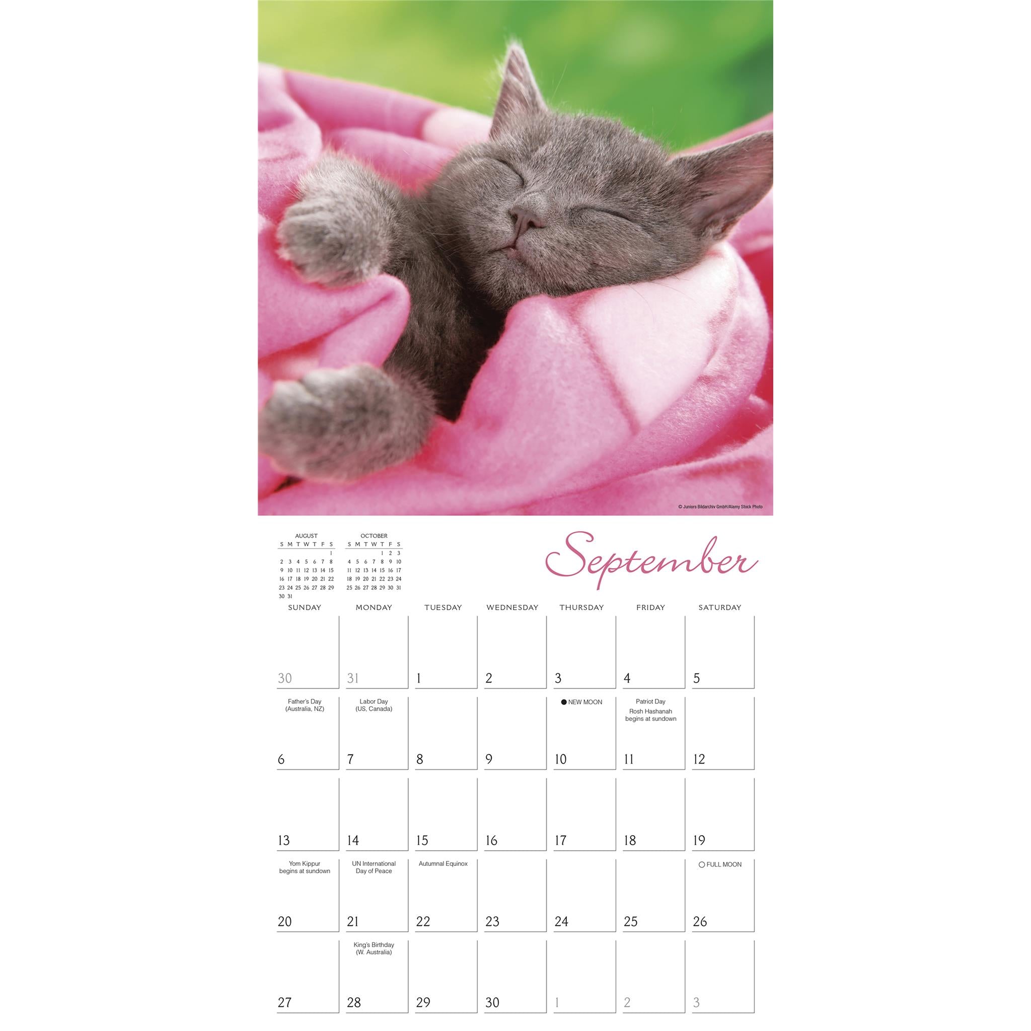 Cat Naps 2026 Wall Calendar - Online Only