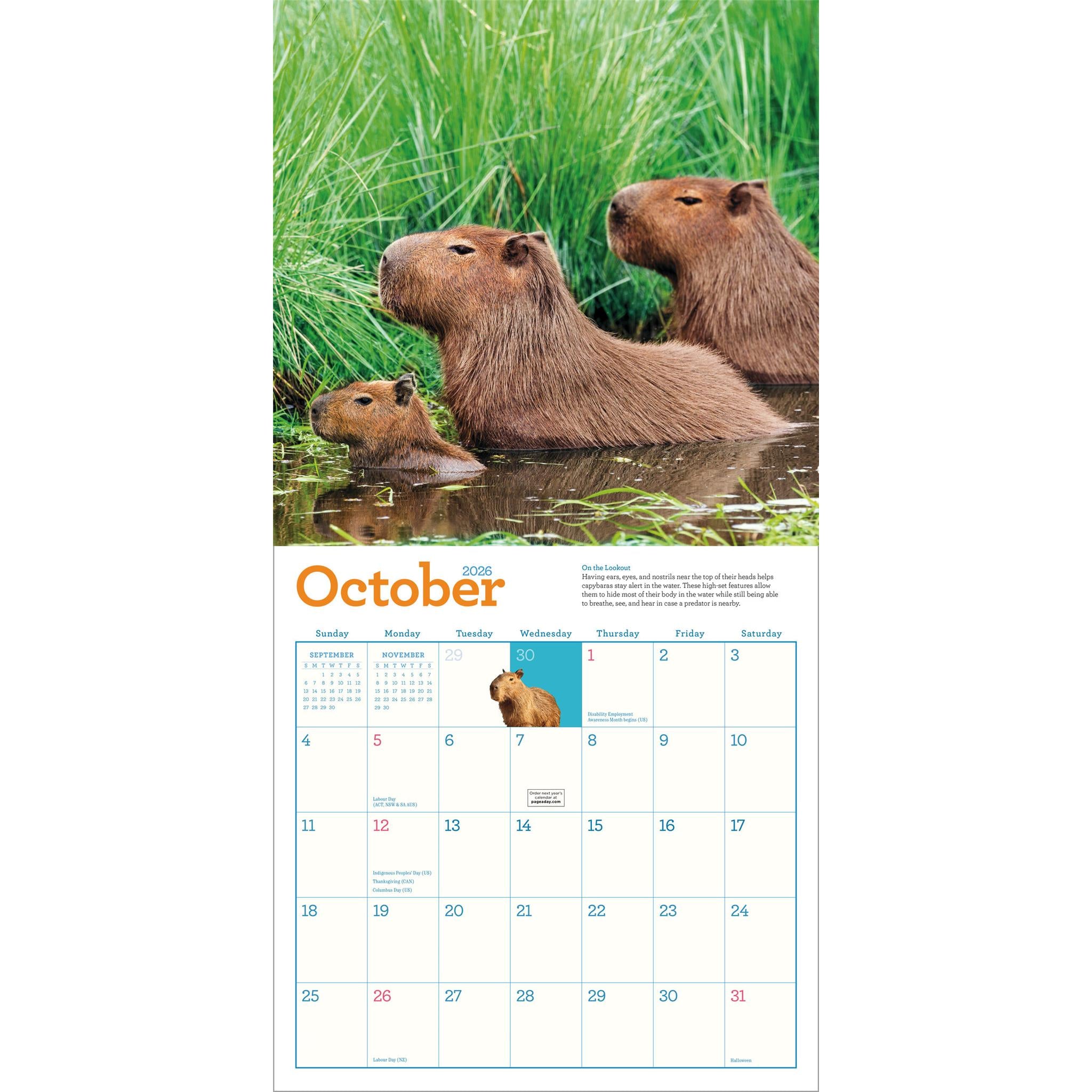 Capybara 2026 Wall Calendar