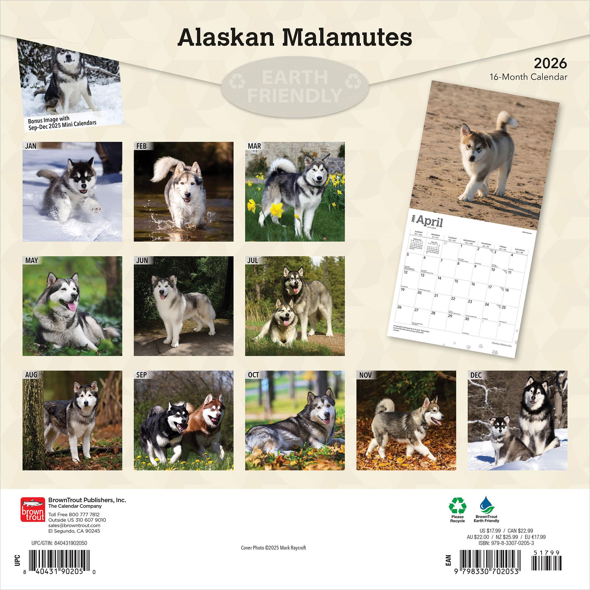Calendrier mural 2026 des Malamutes d'Alaska