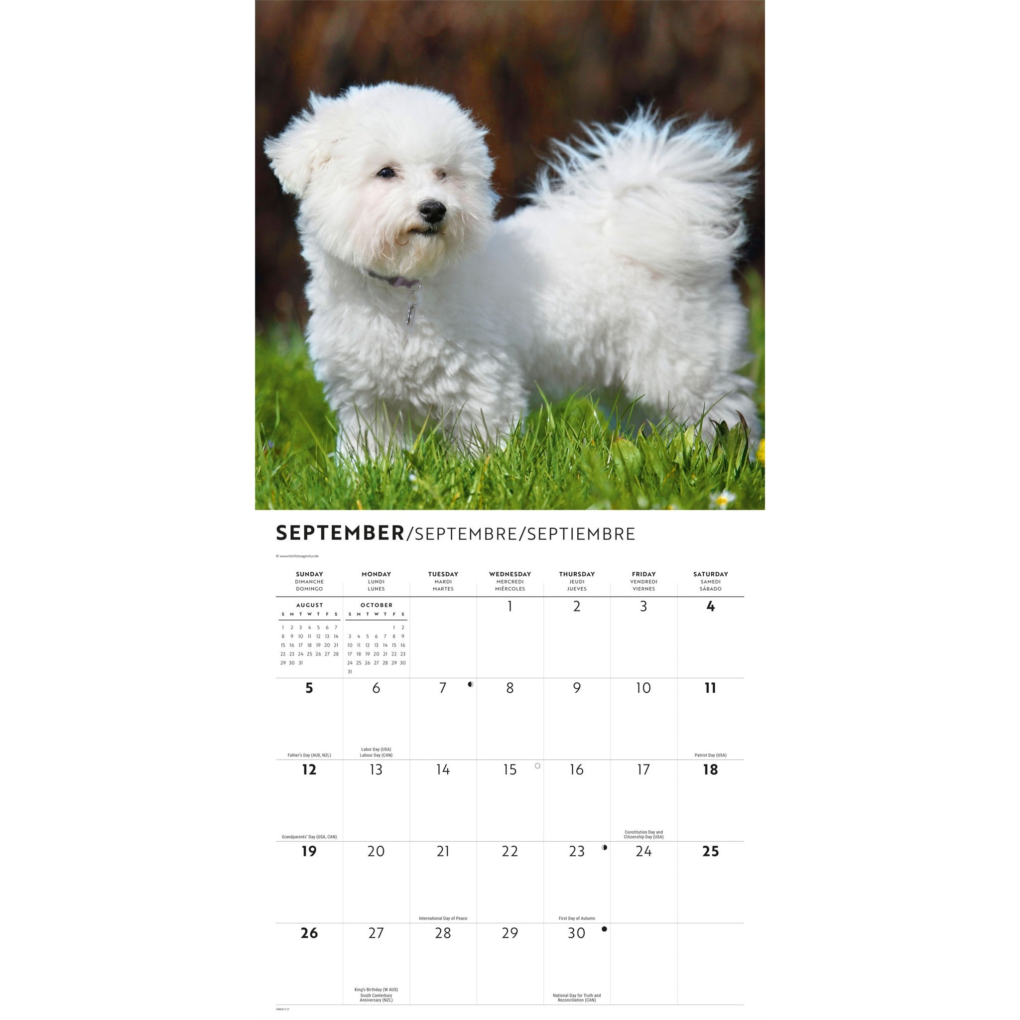 Calendrier mural Bichon frisé 2027