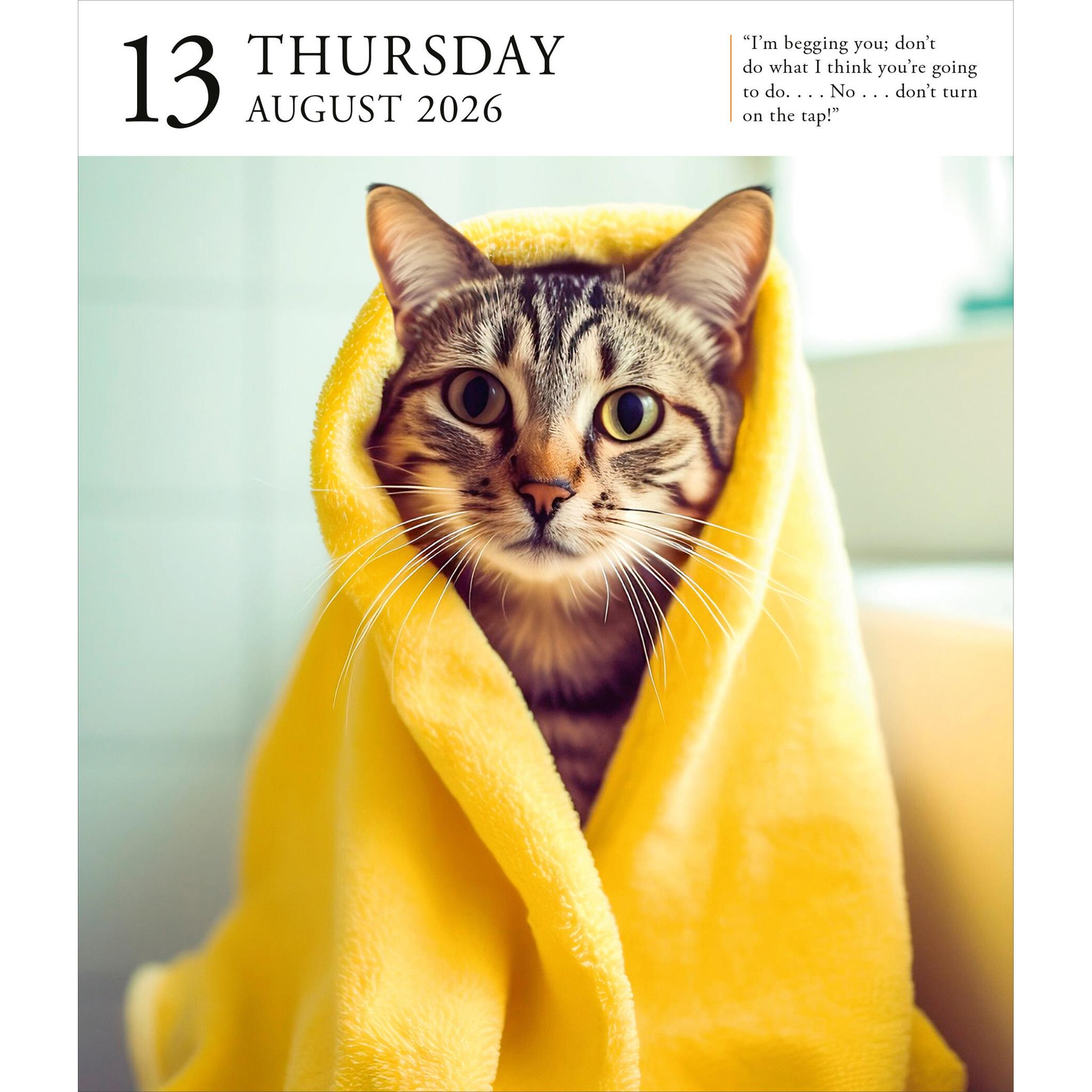 Cat Gallery 2026 Box Calendar