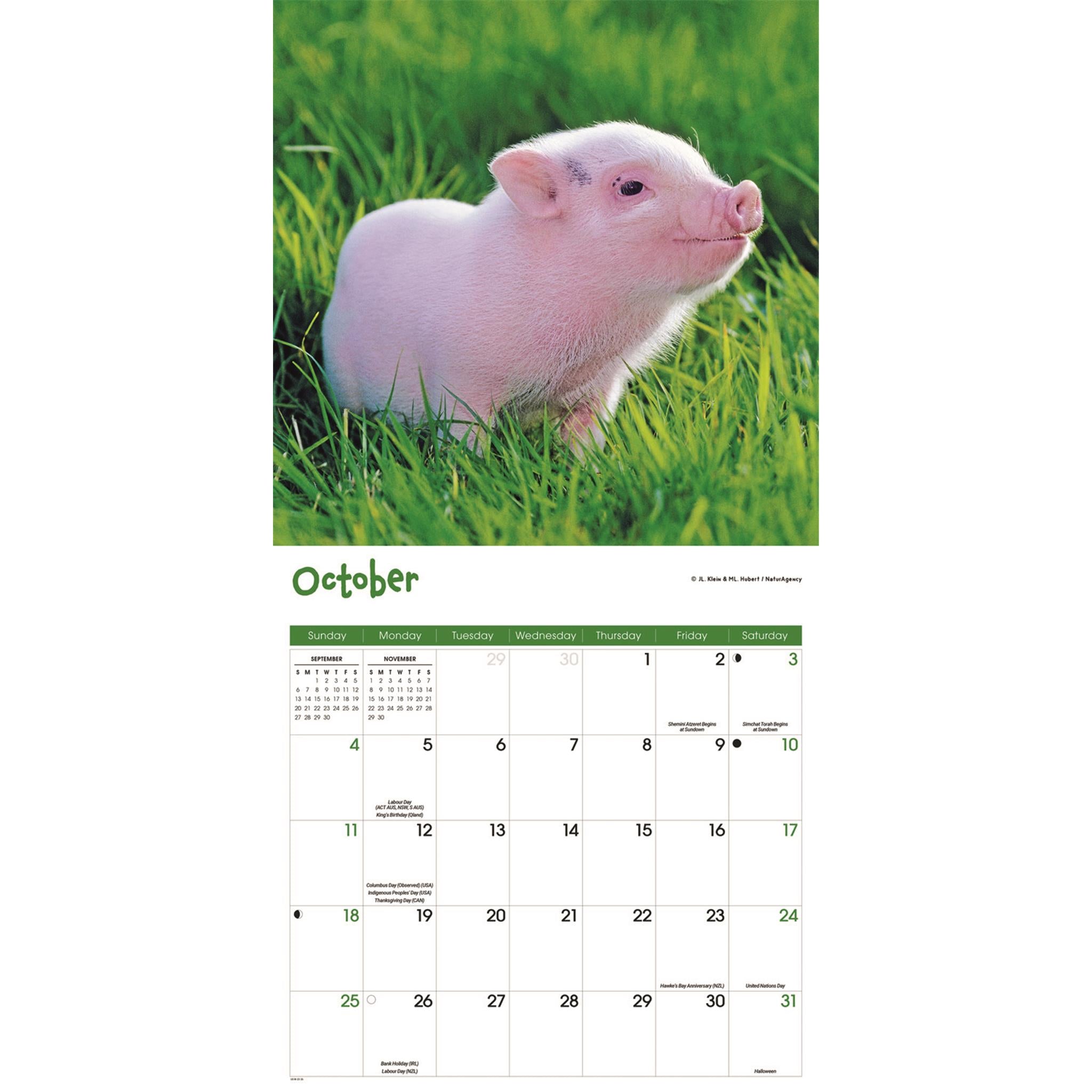 Mini Pigs 2026 Wall Calendar