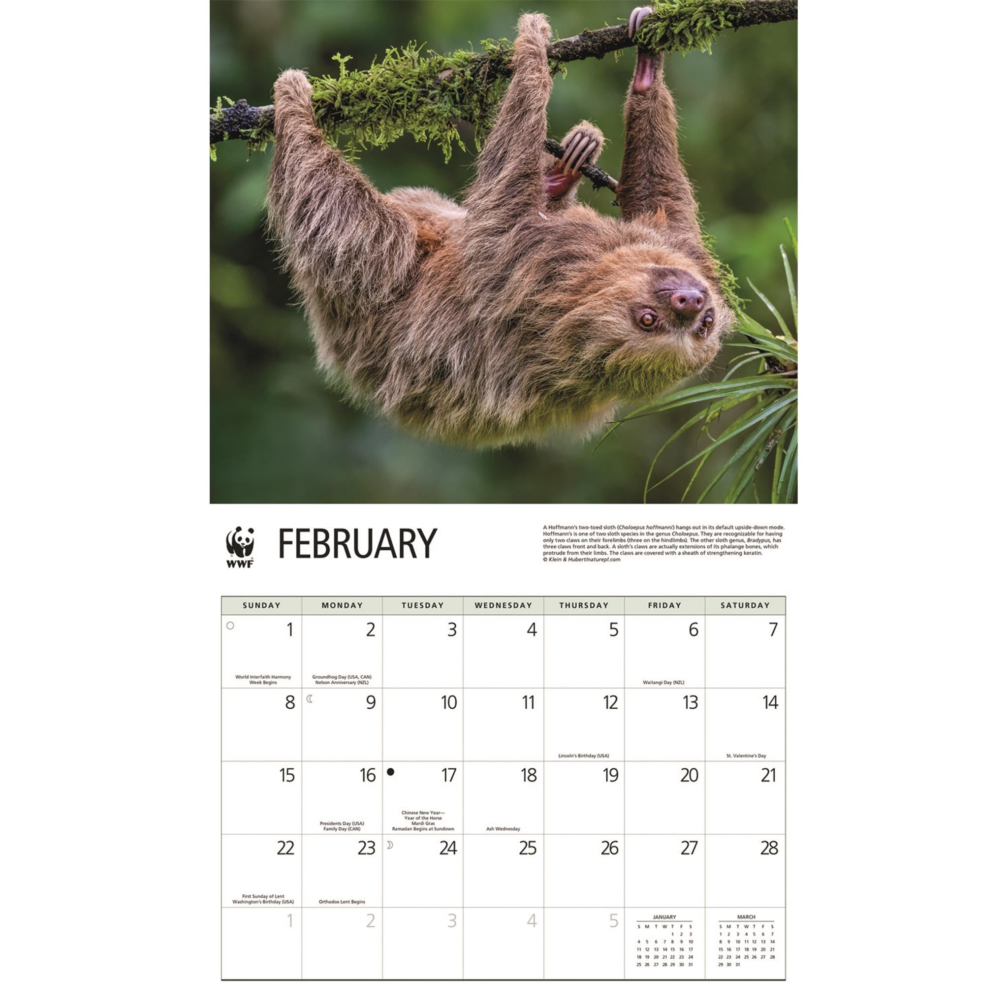 World Wildlife Fund Sloths 2026 Wall Calendar