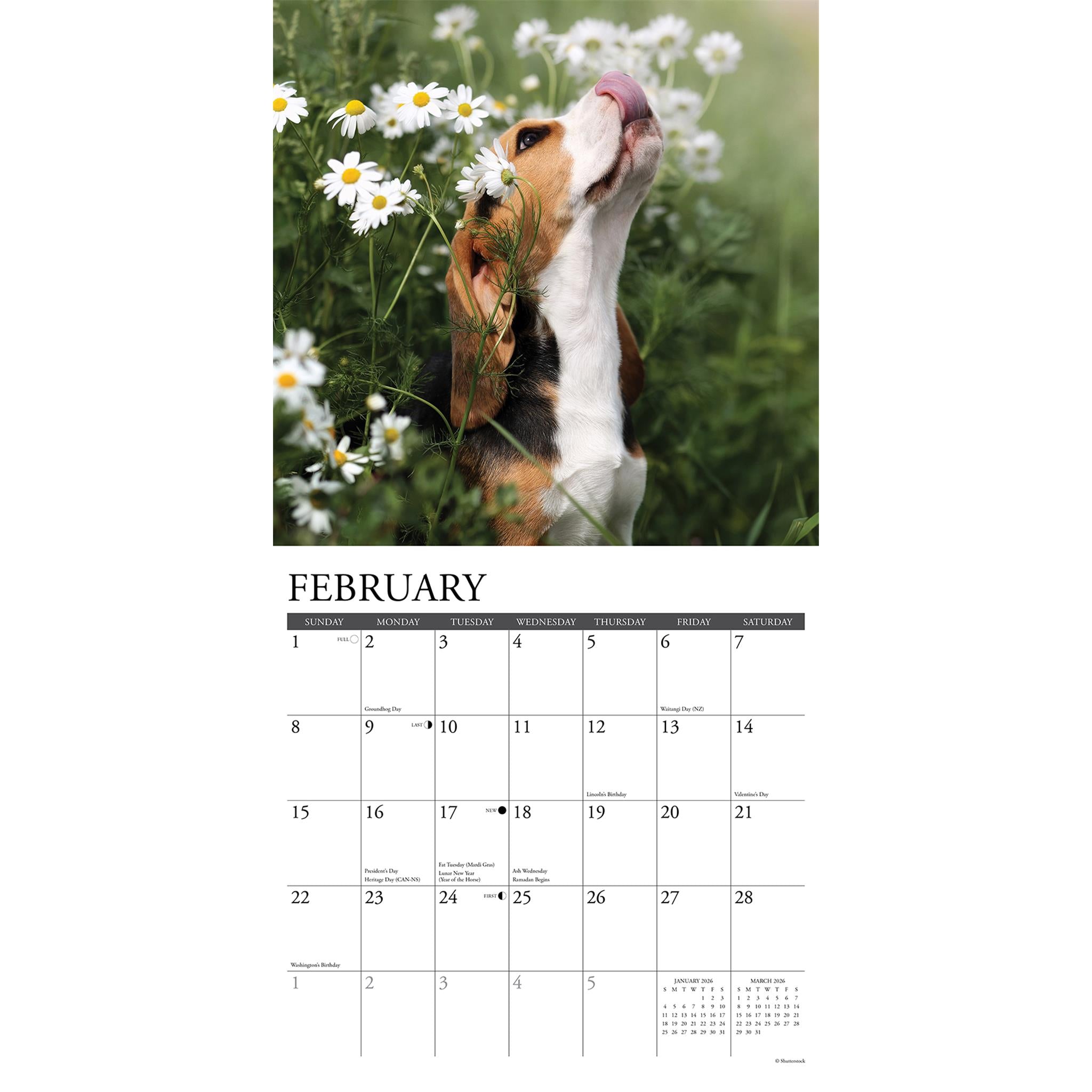 Calendrier mural 2026 « Juste des chiots Beagle »