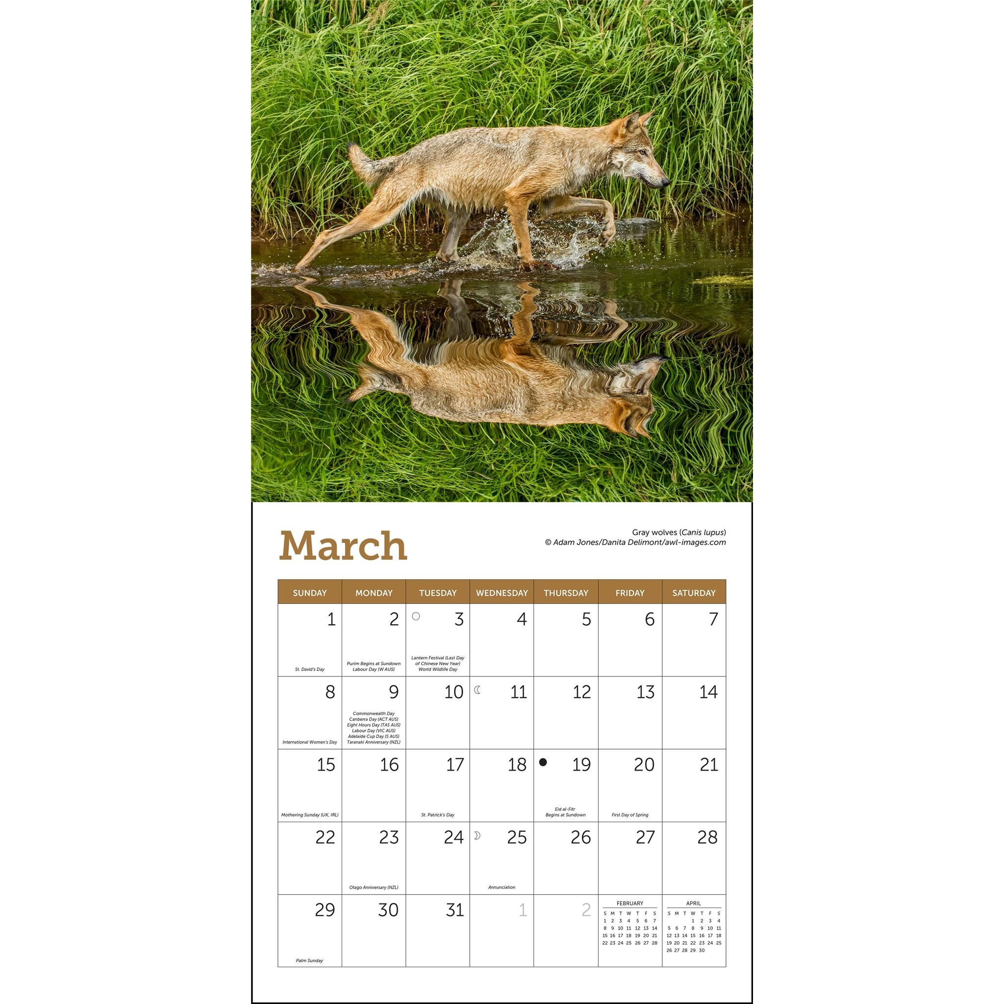 Mini-calendrier des loups 2026