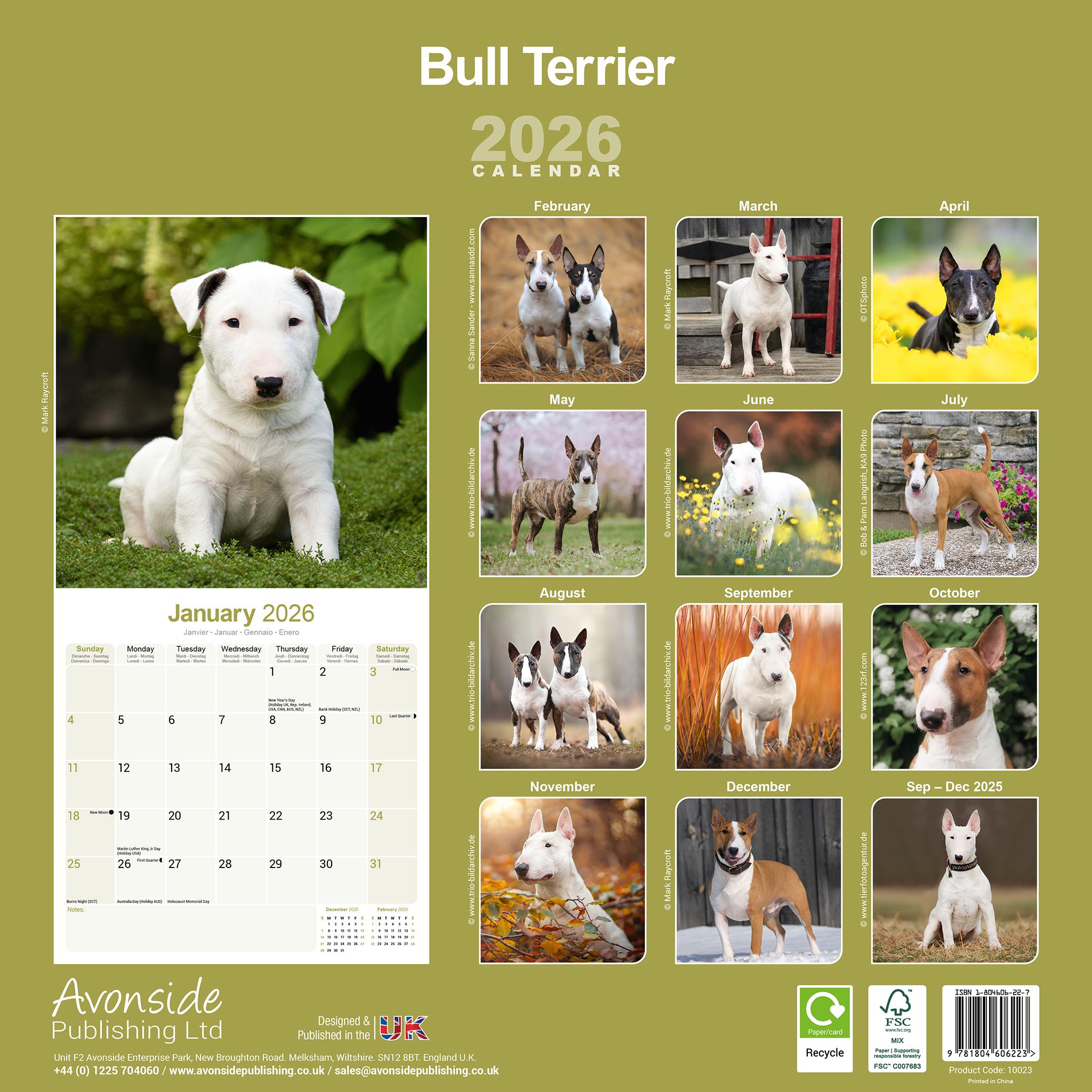 Calendrier mural Bull Terriers 2026