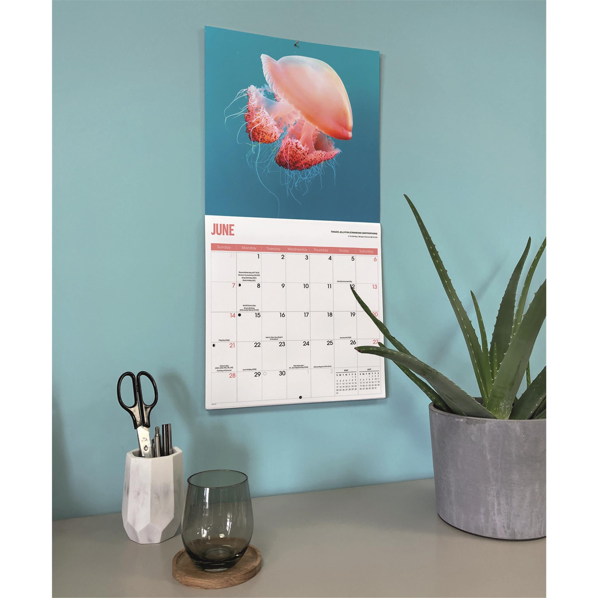 Jellyfish 2026 Wall Calendar