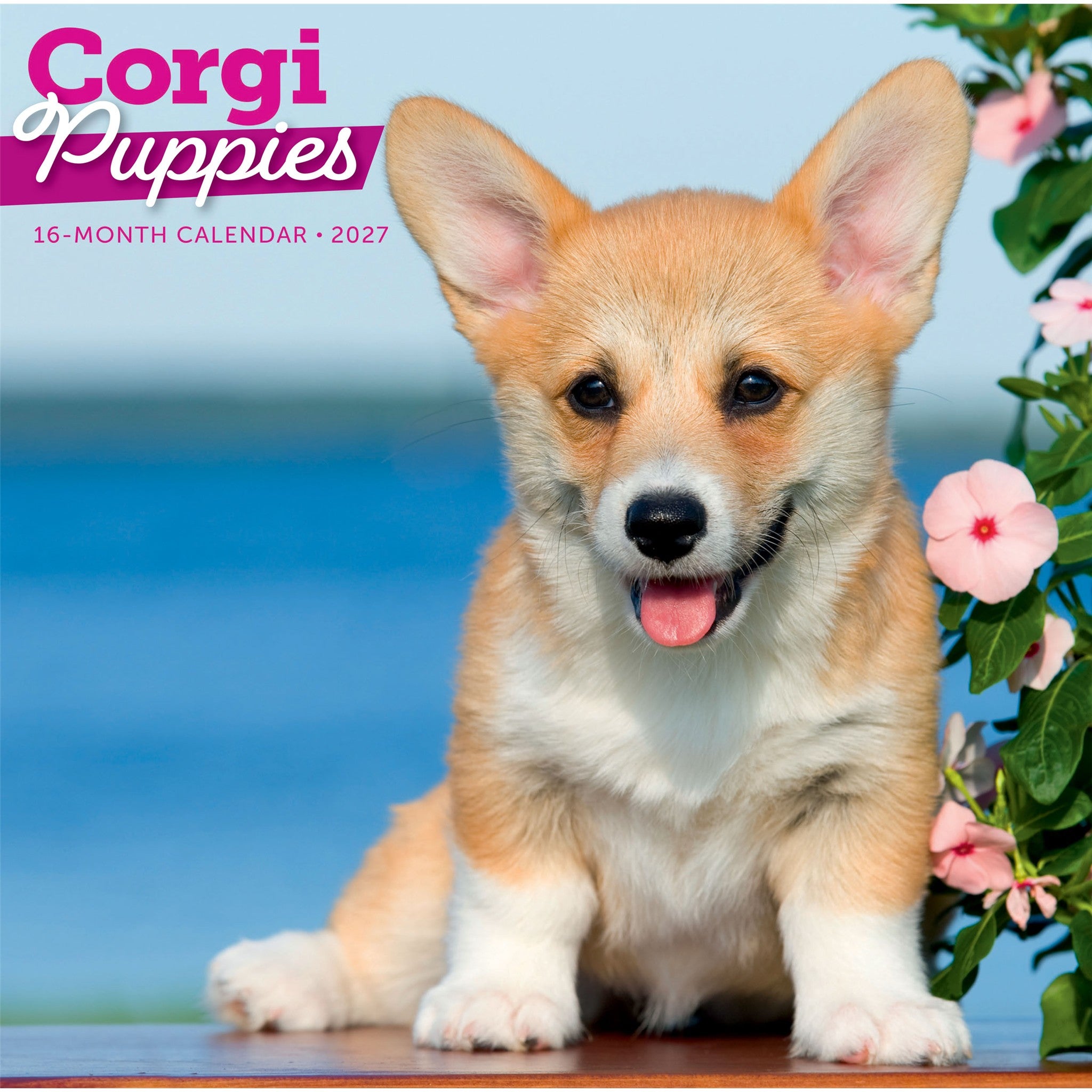 Calendrier mural chiots Corgi 2027