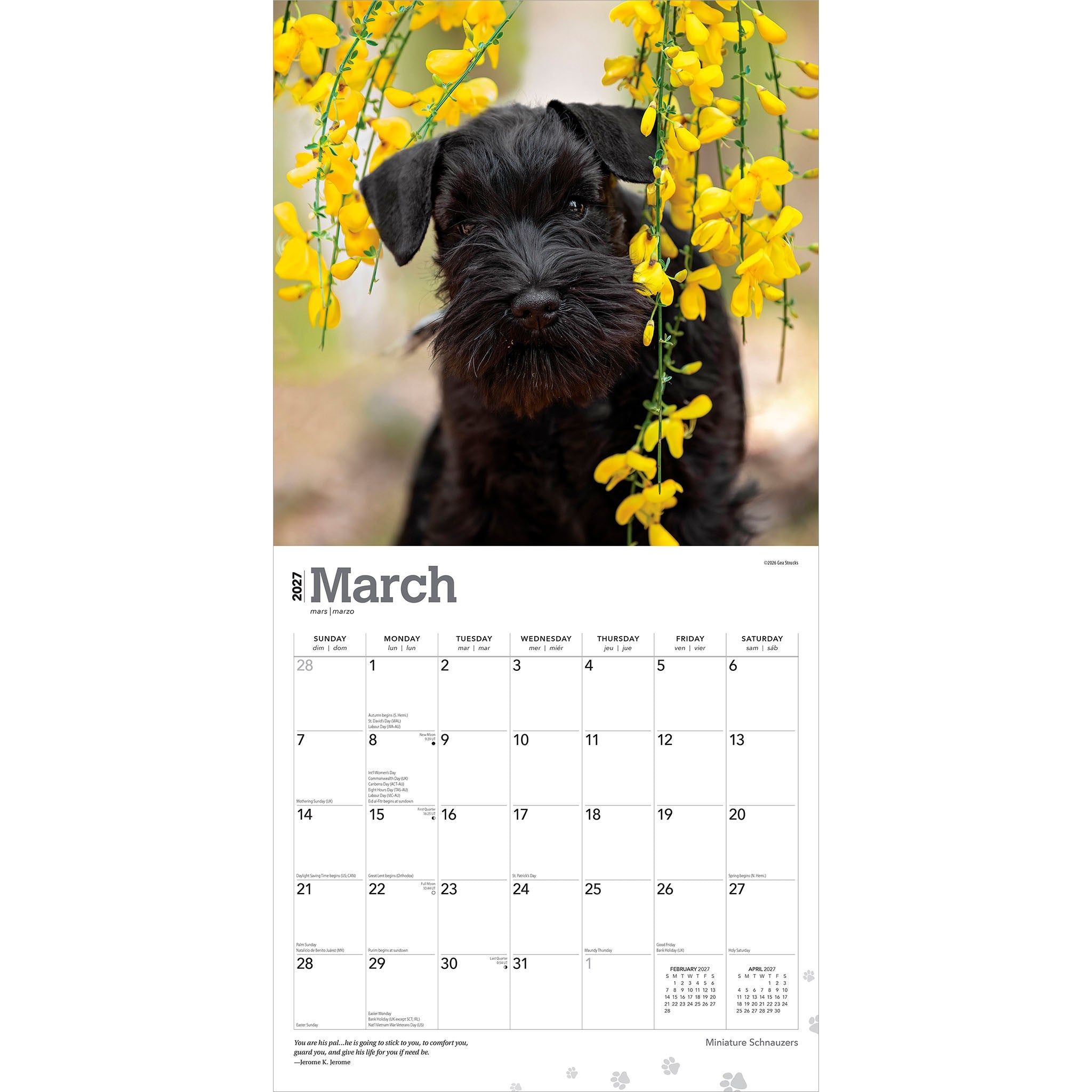 Miniature Schnauzers 2027 Wall Calendar