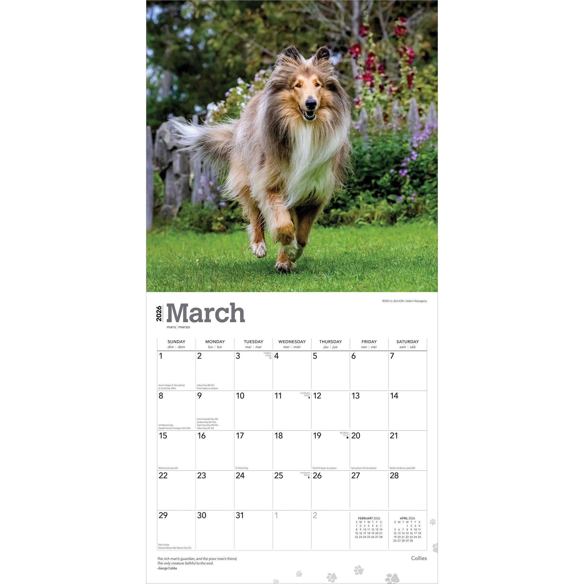 Collies 2026 Wall Calendar