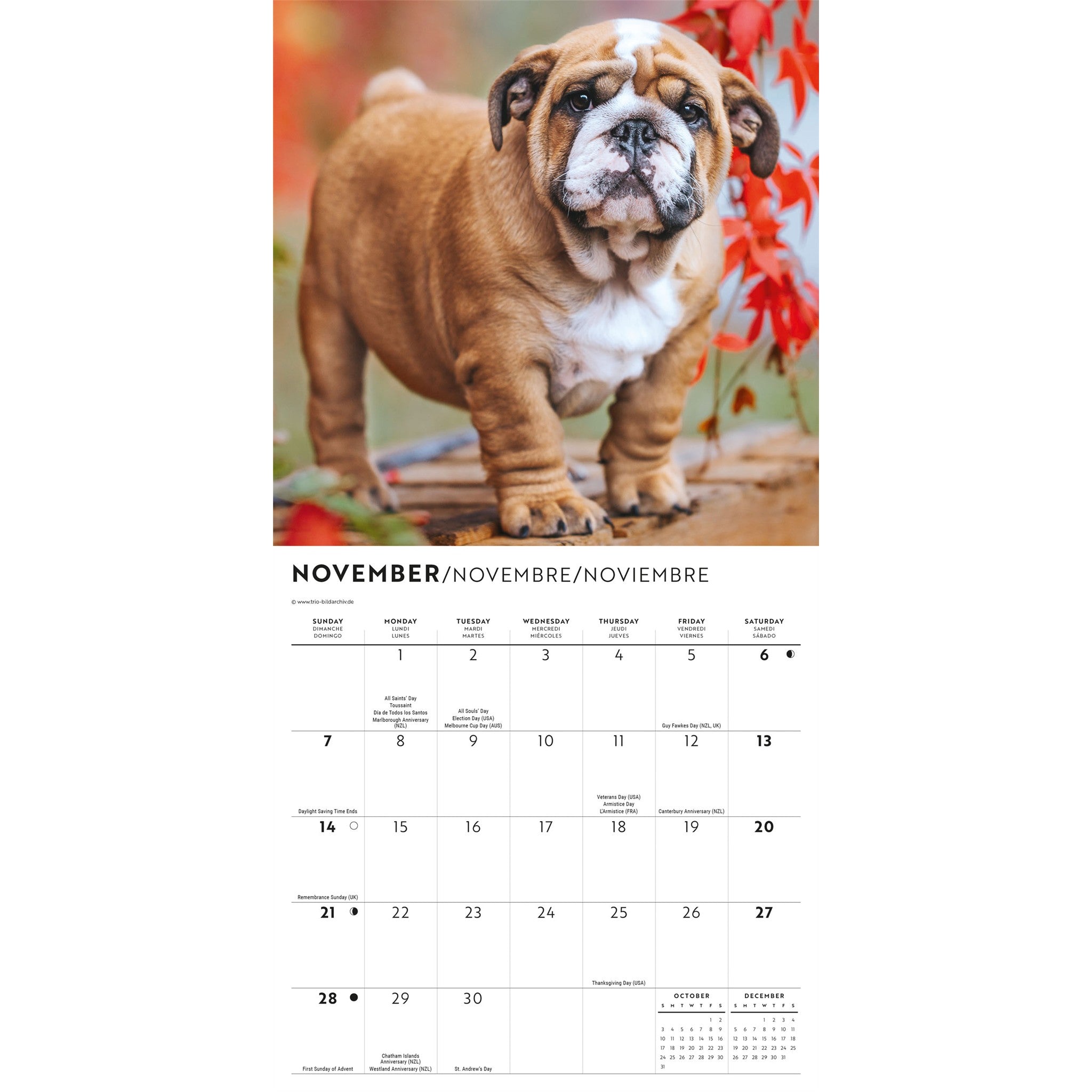 Mini-calendrier Chiots Bouledogues 2027