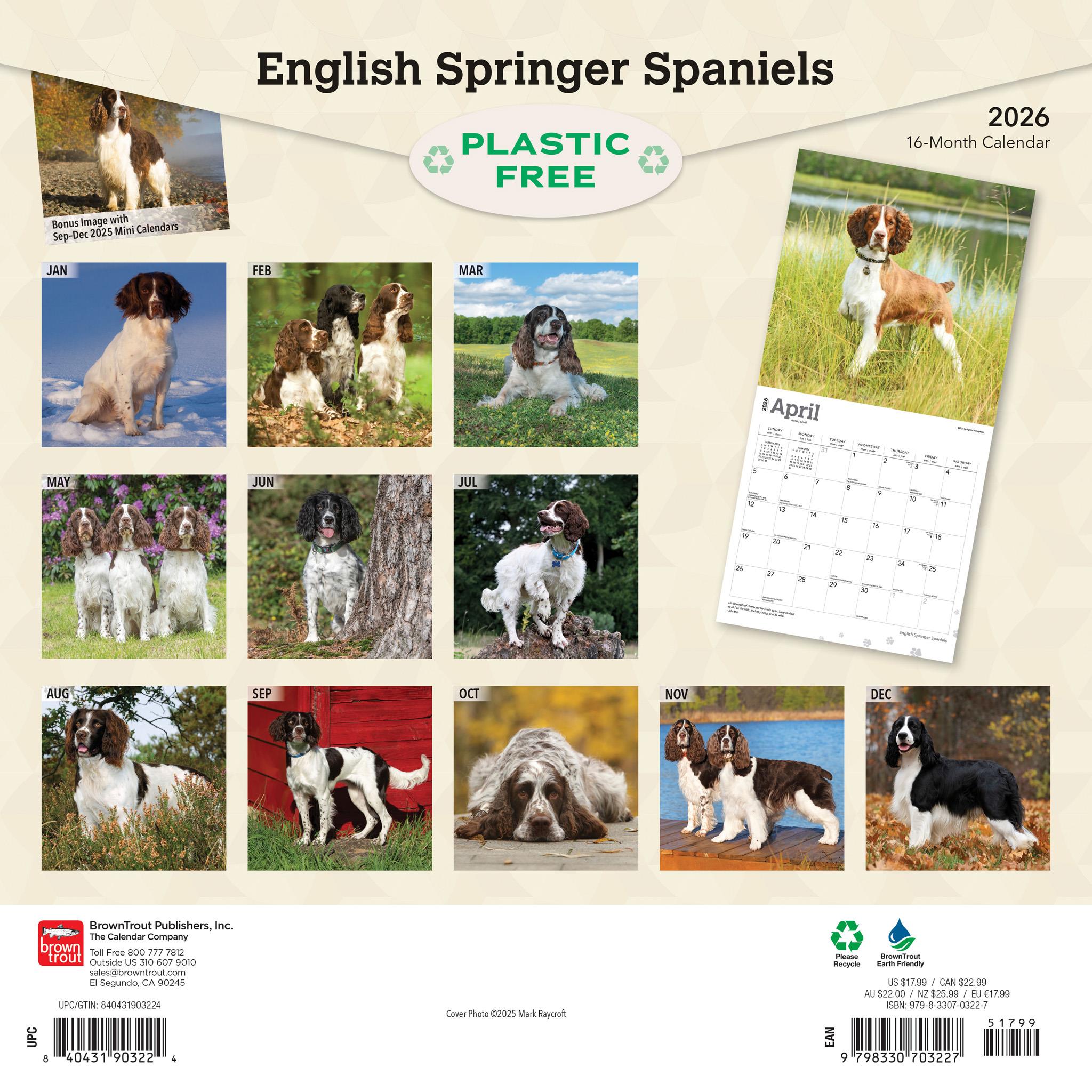 Calendrier mural anglais Springer Spaniels 2026