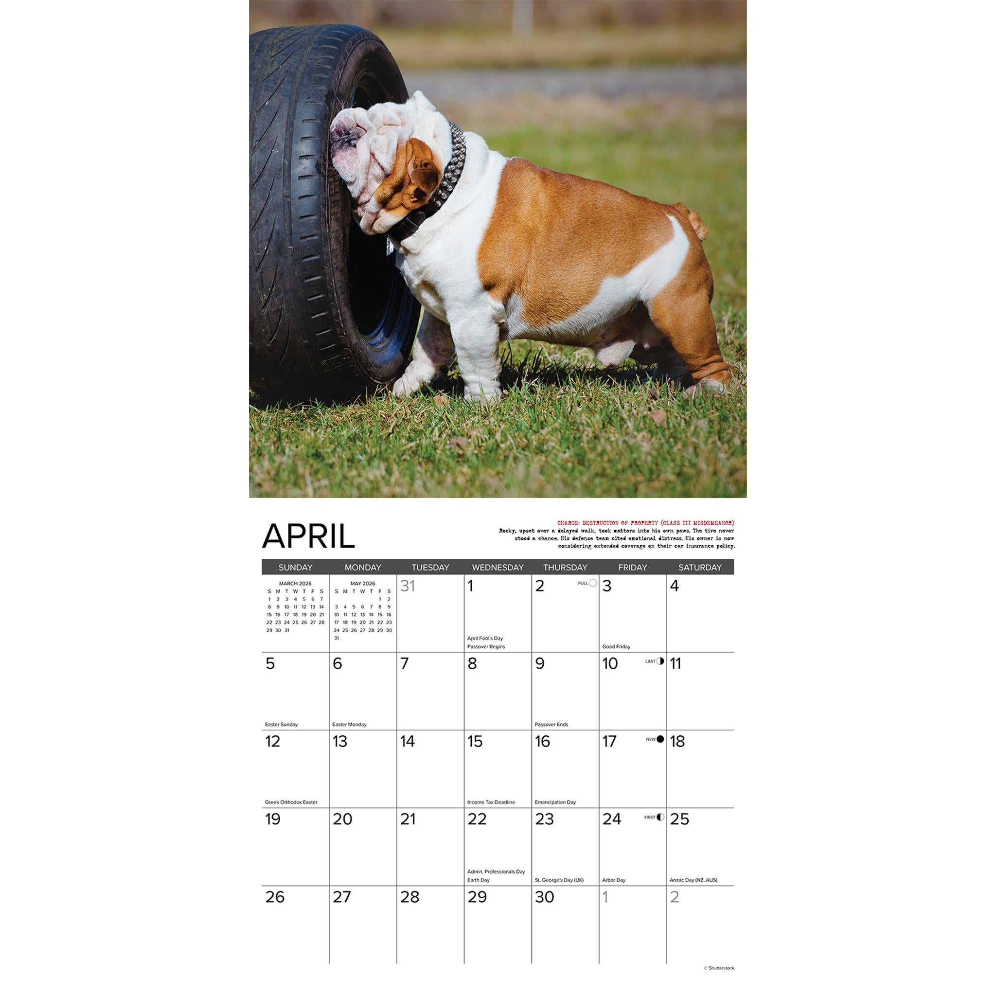 Bulldog Bad Boys 2026 Wall Calendar
