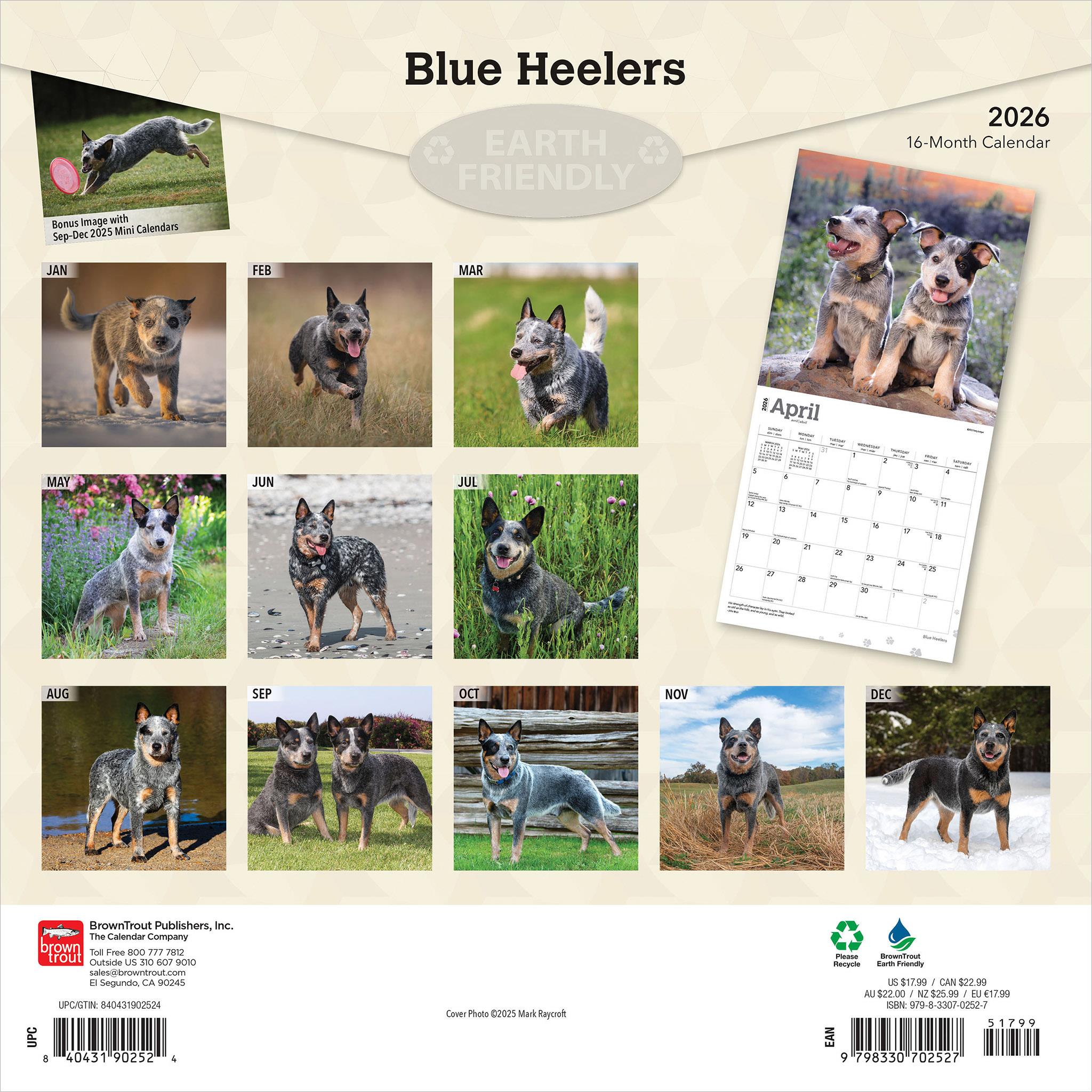 Calendrier mural Blue Heelers 2026