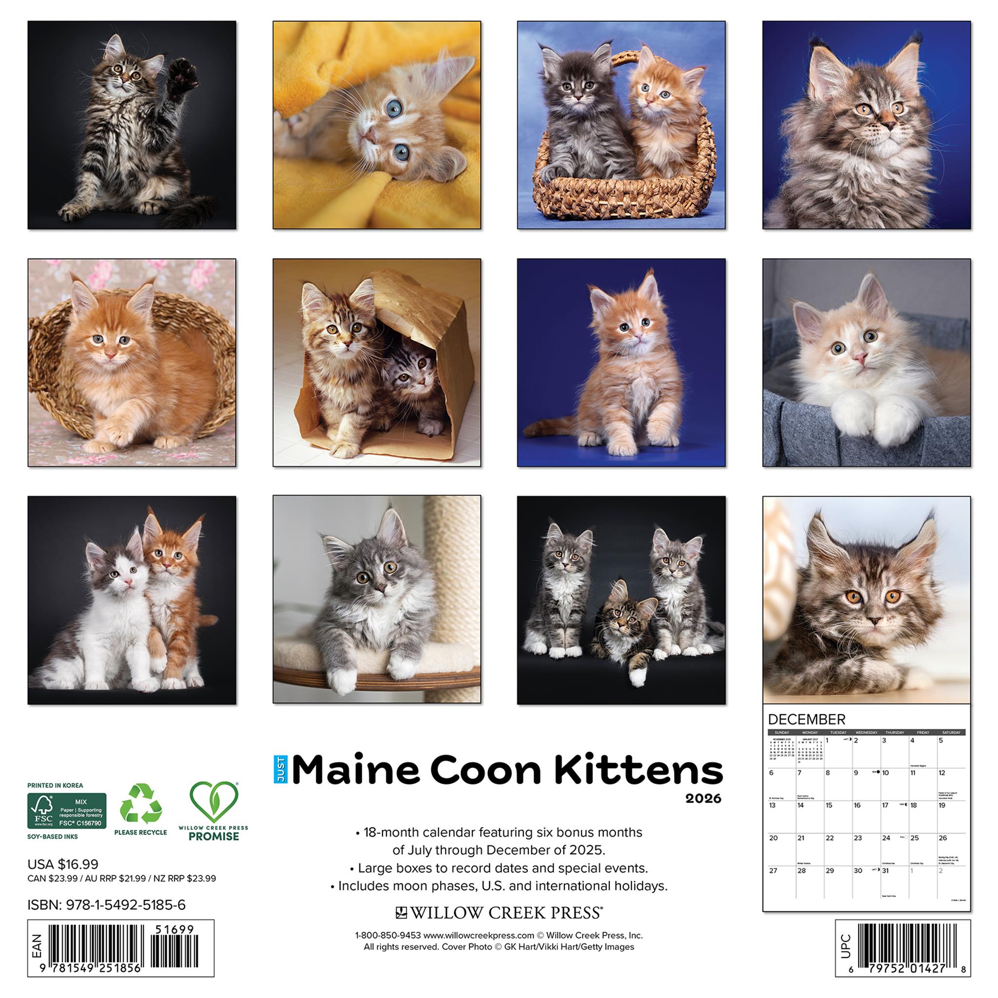 Calendrier mural 2026 « Chatons Maine Coon uniquement »