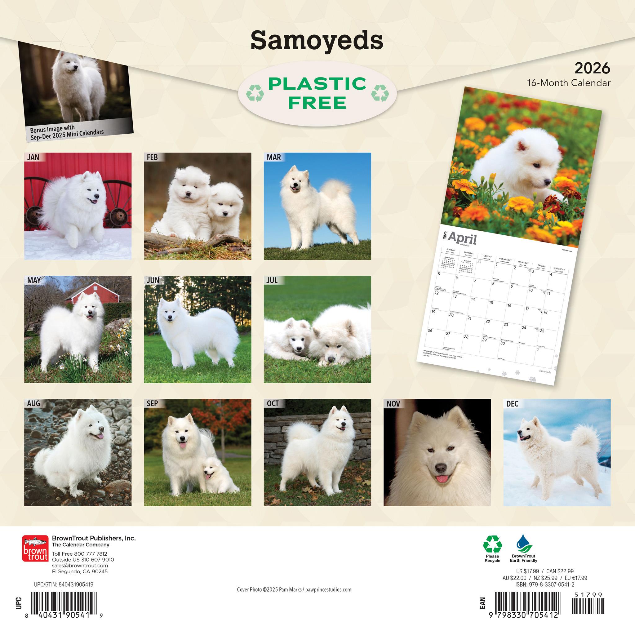 Samoyeds 2026 Wall Calendar