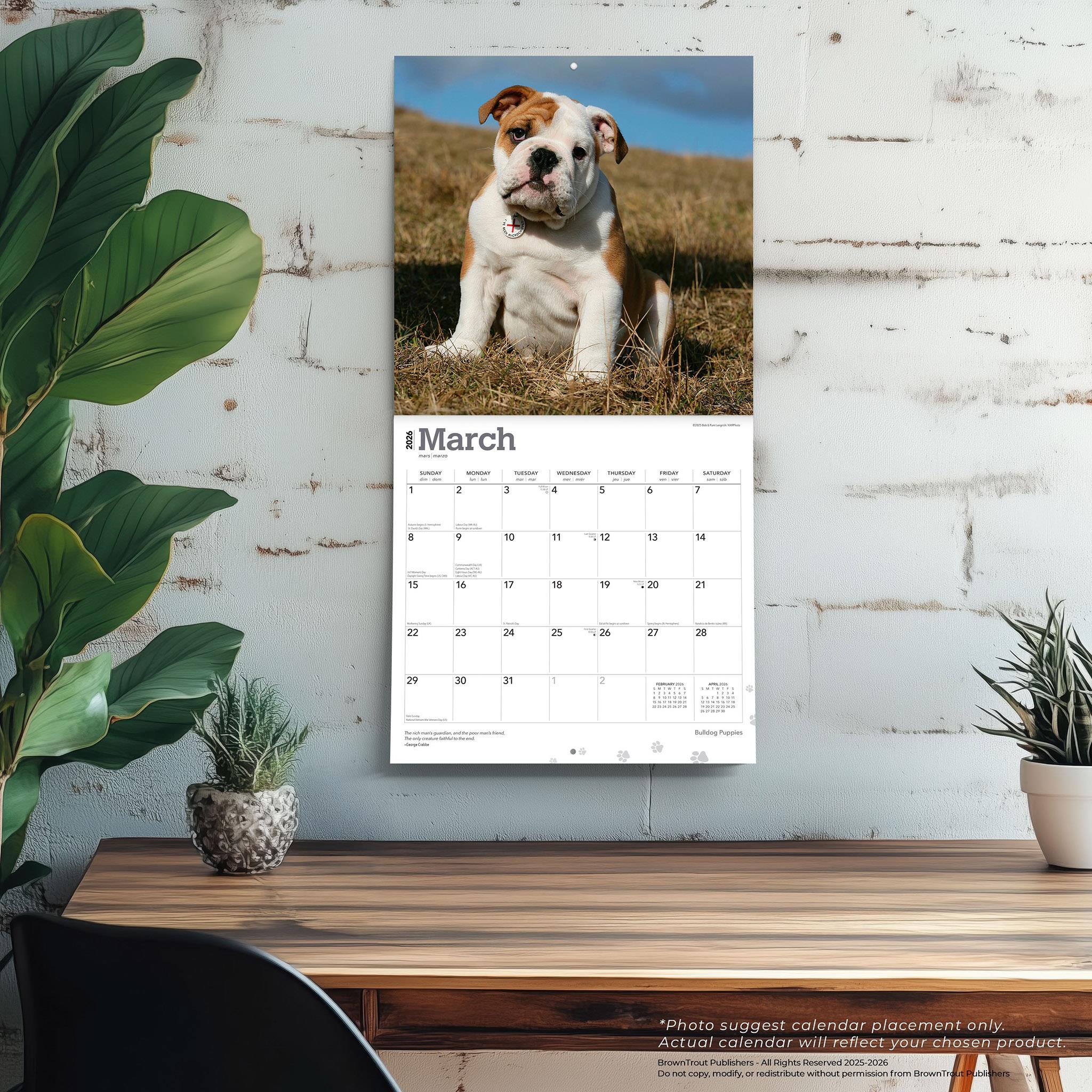 Calendrier mural 2026 Chiots Bouledogue - Disponible uniquement en ligne