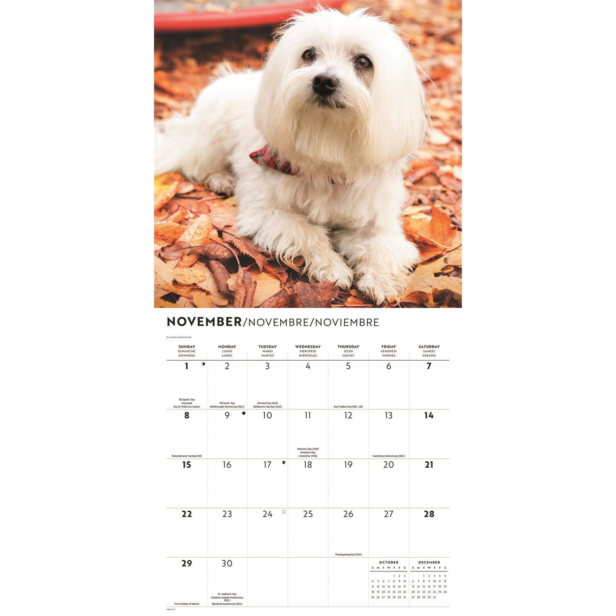 Maltese 2026 Wall Calendar
