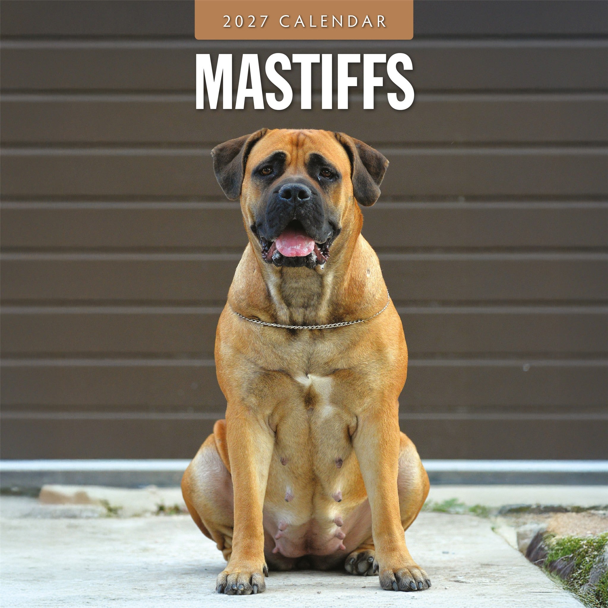 Calendrier mural Mastiffs 2027