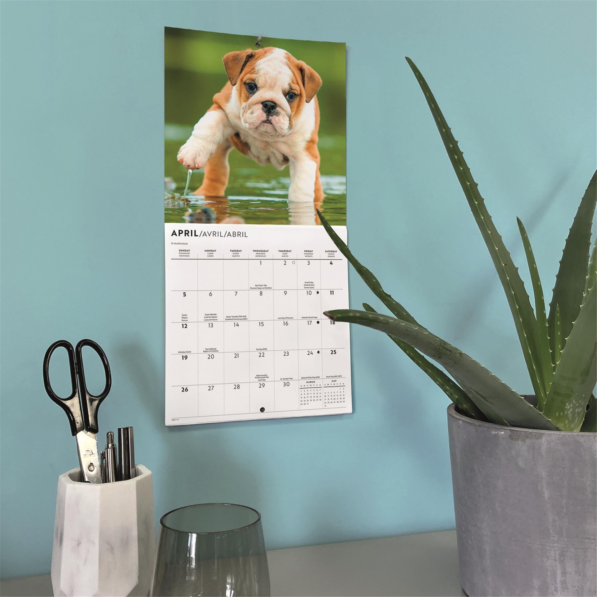 Bulldog Puppies 2026 Mini Calendar