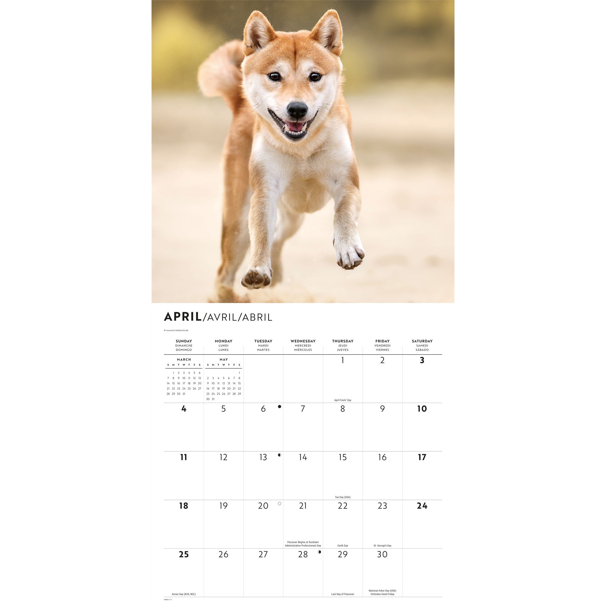 Calendrier mural Shiba Inu 2027
