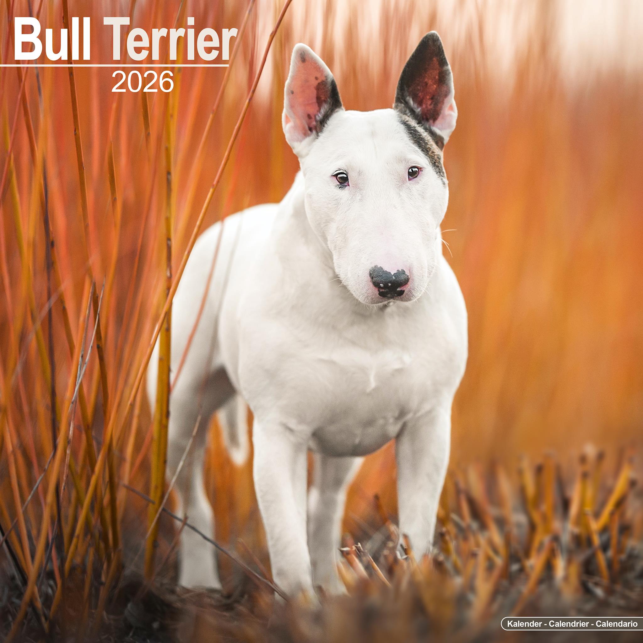 Calendrier mural Bull Terriers 2026