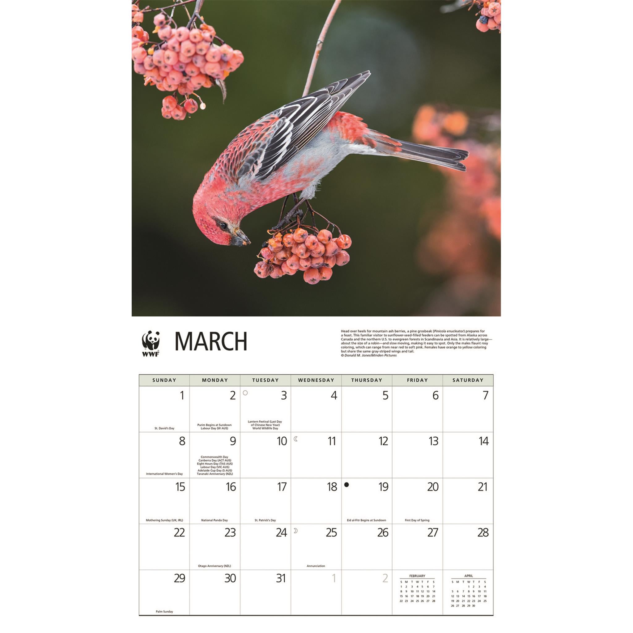 World Wildlife Fund Birds Backyard 2026 Wall Calendar
