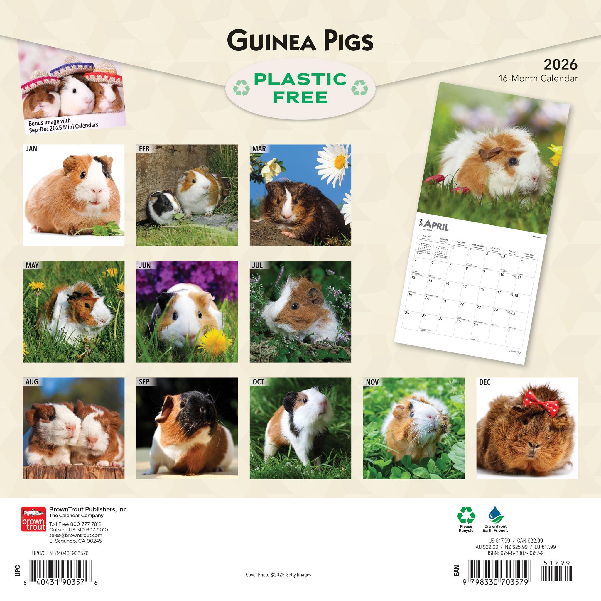 Guinea Pigs 2026 Wall Calendar